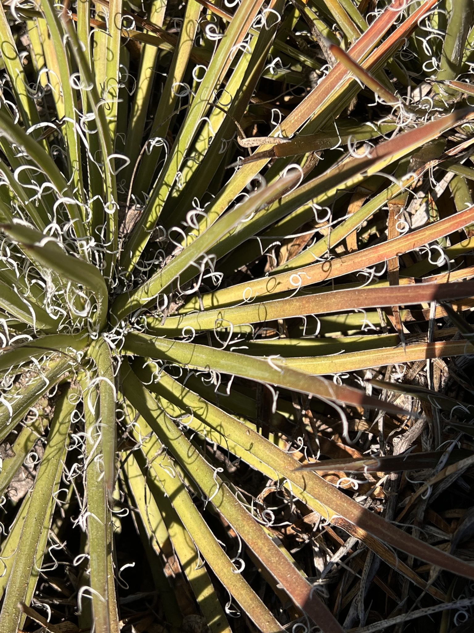 Cactus, Huntington Gardens, LA