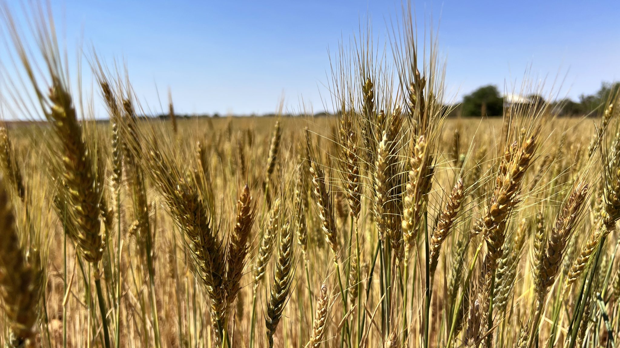 Wheat Fields