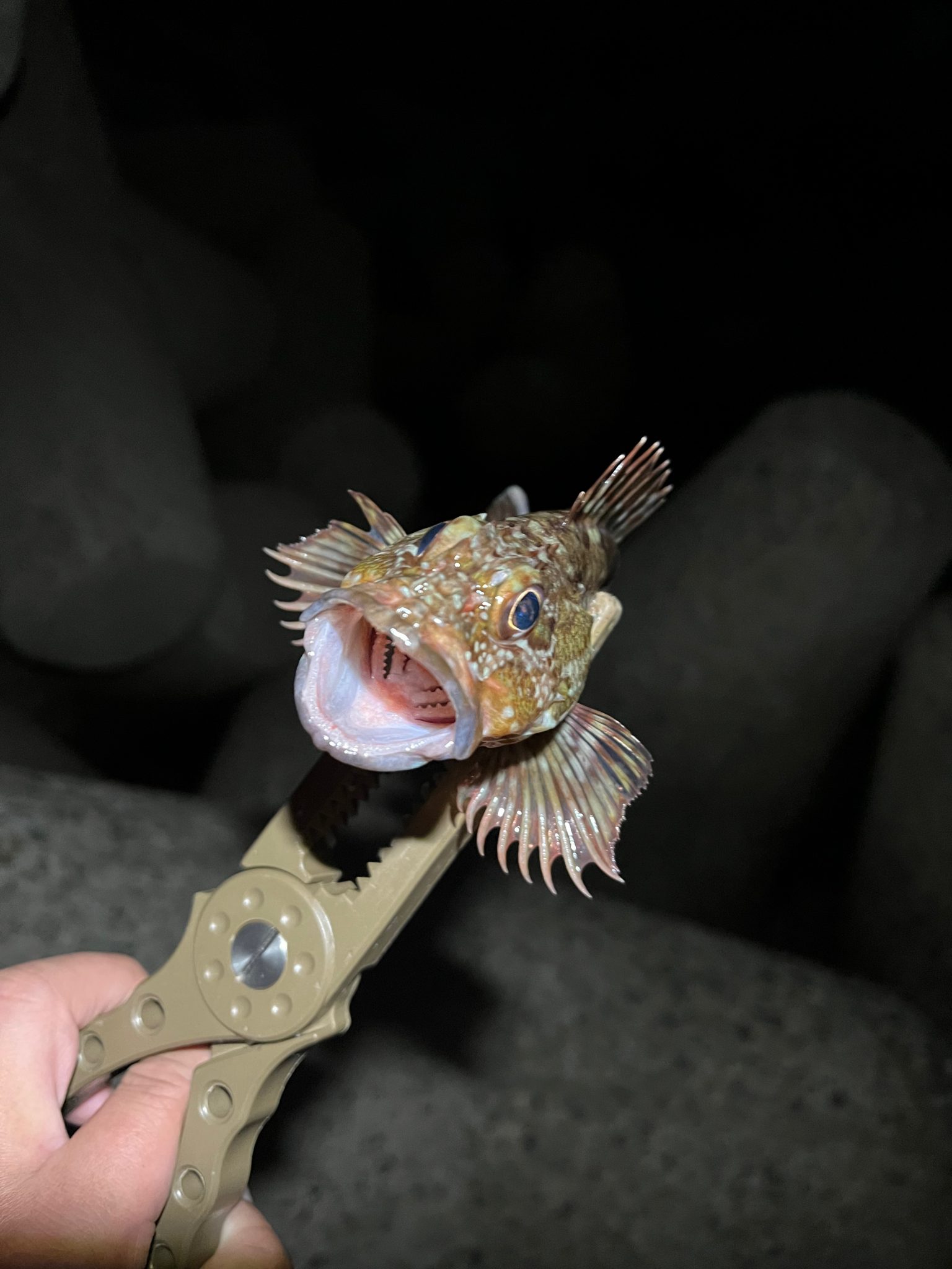 カサゴ ガシラ
