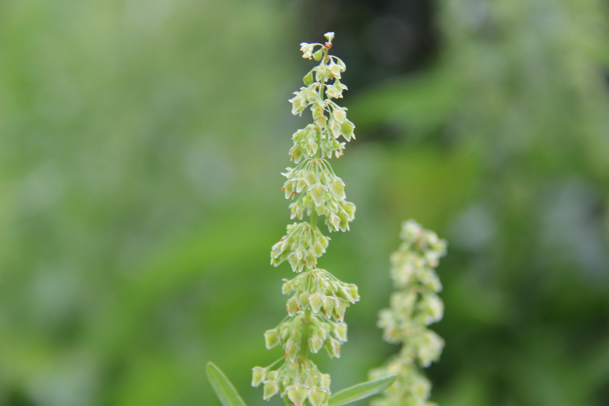 Macro flowers
