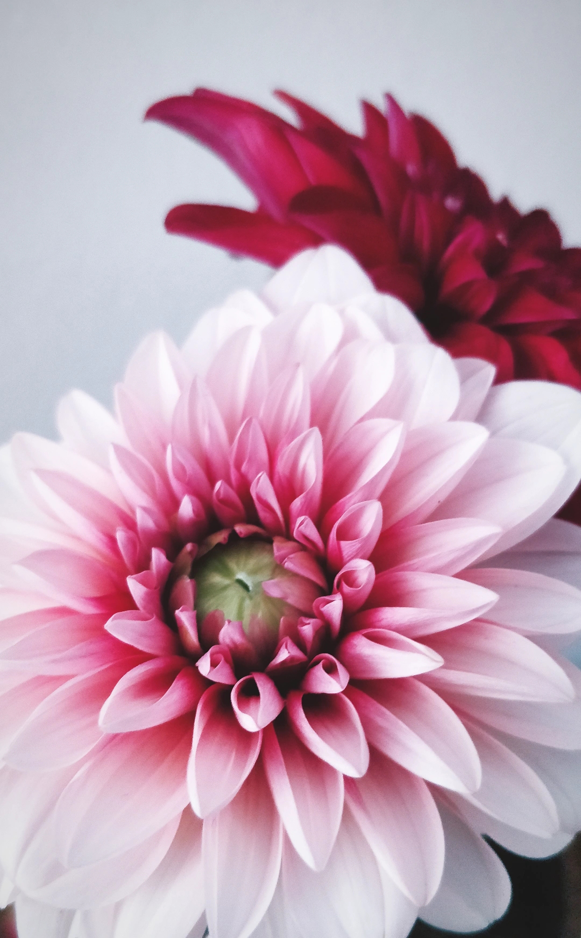 Pink flower