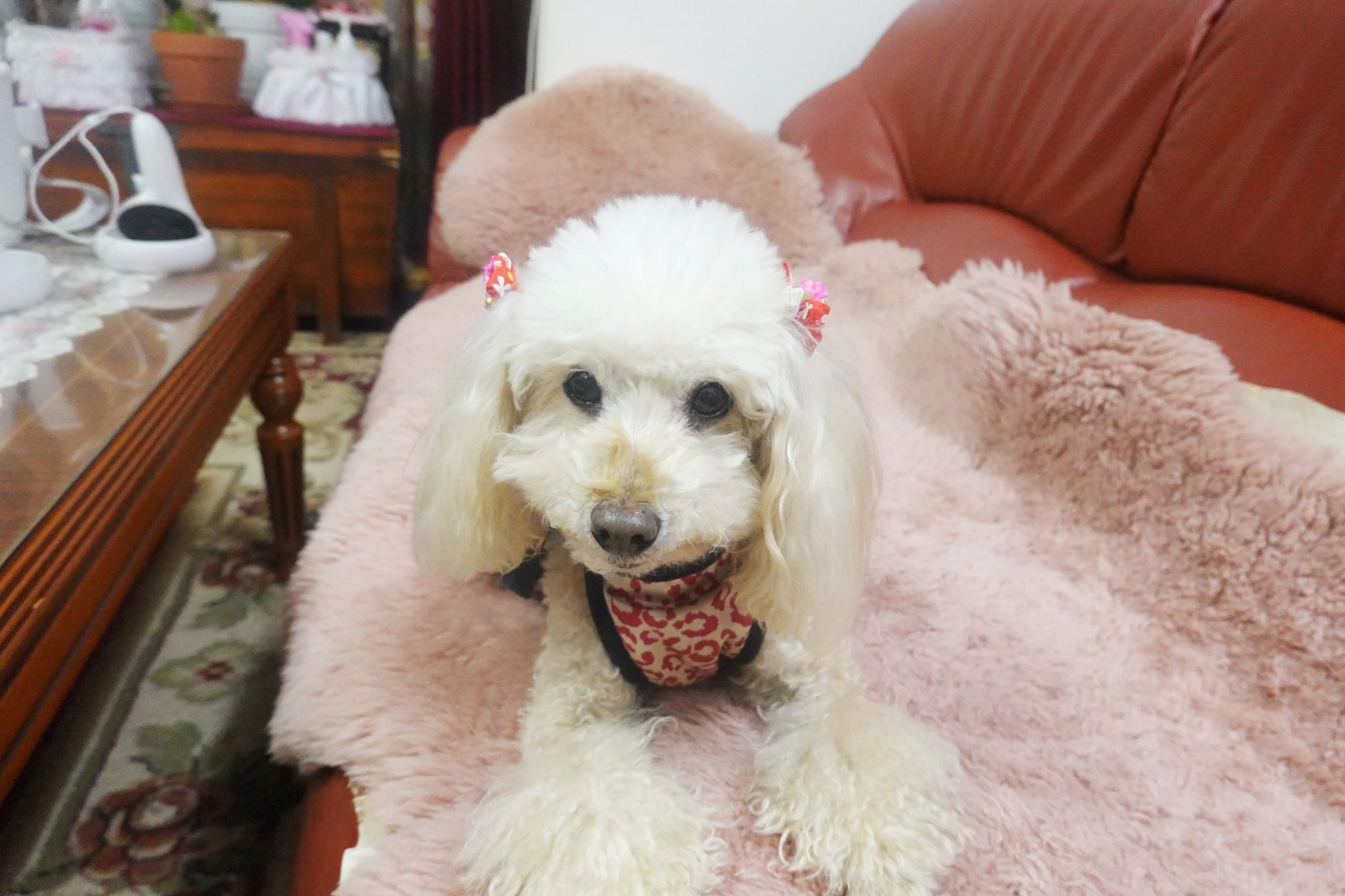 dog-Toy-Poodle