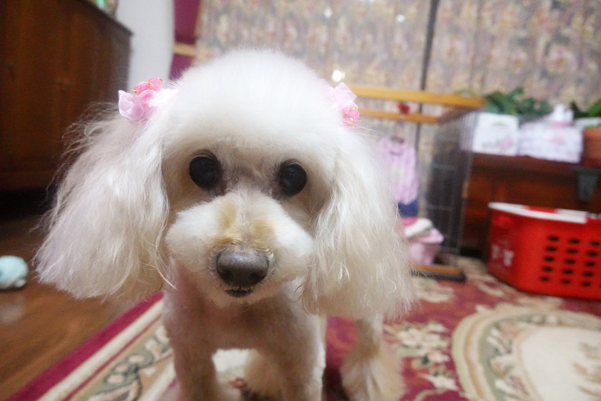 dog-Toy-Poodle