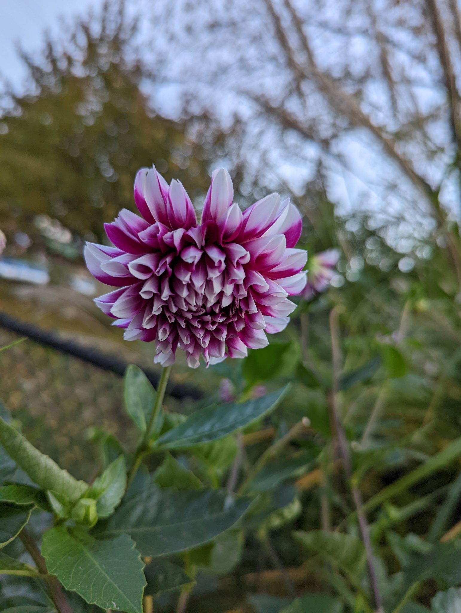 A purple and white flower growing in front of a fence.