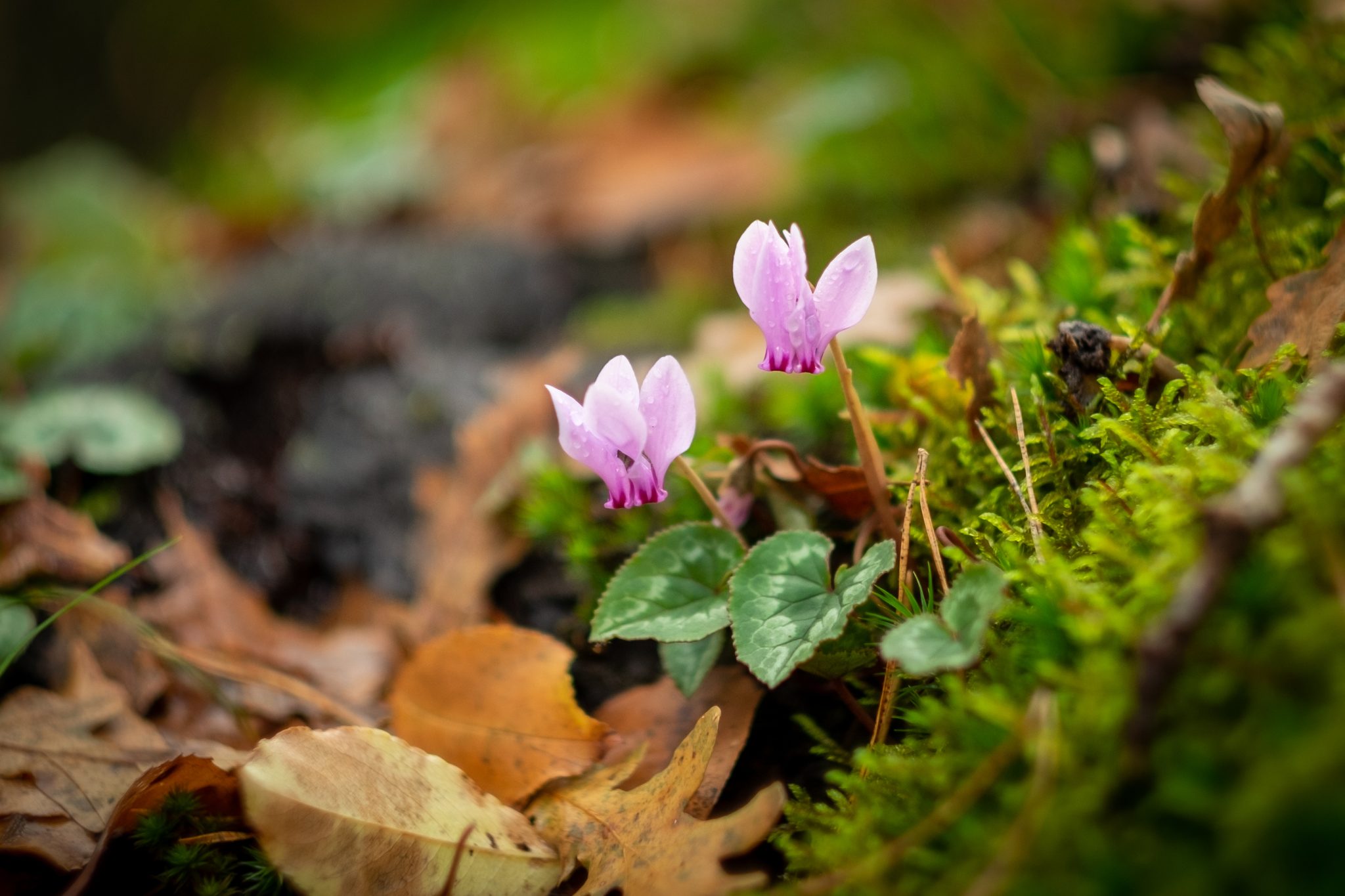 Cyclamen growing on the forest floor