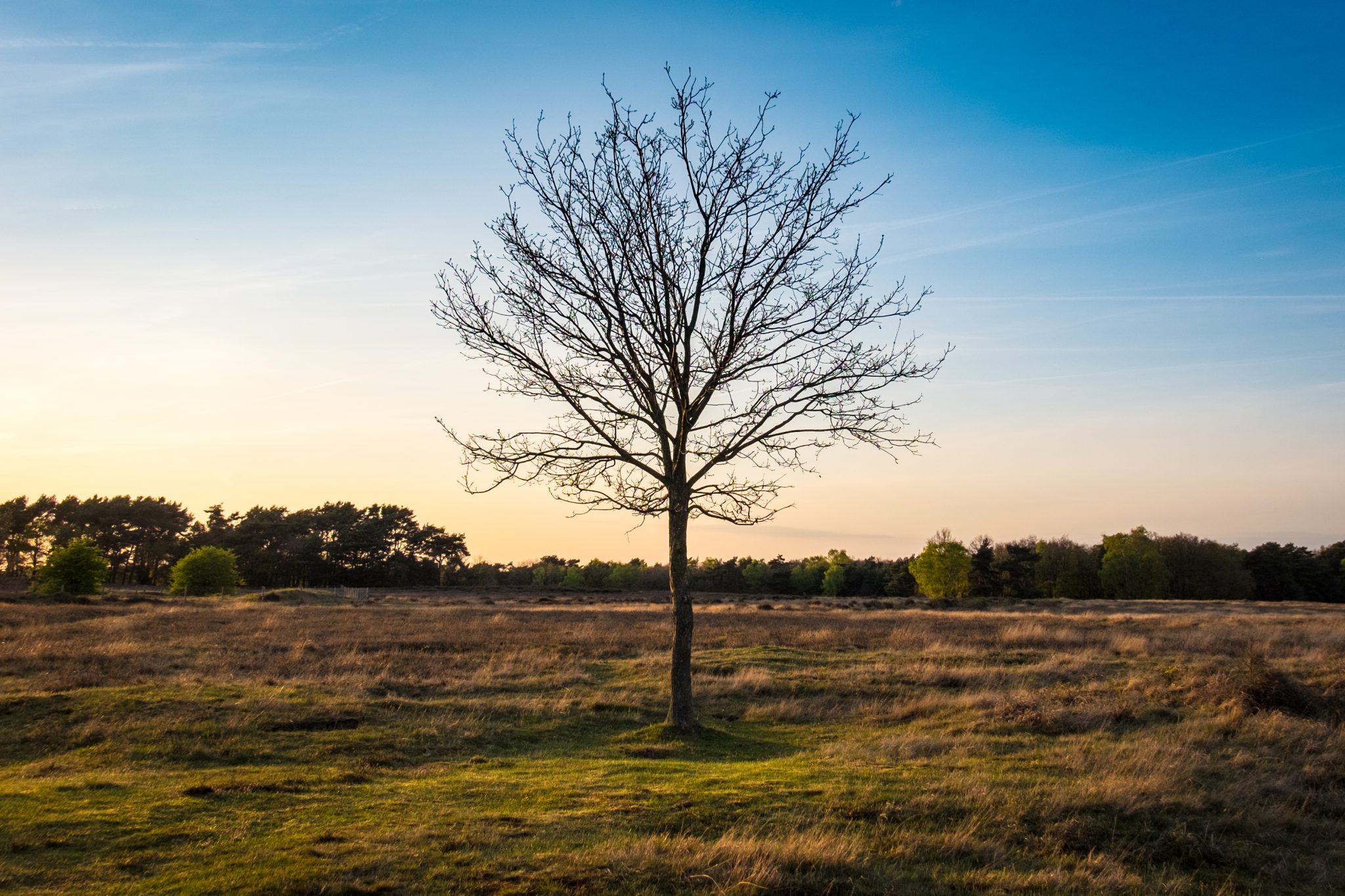 Tree in a field of hay during sunset