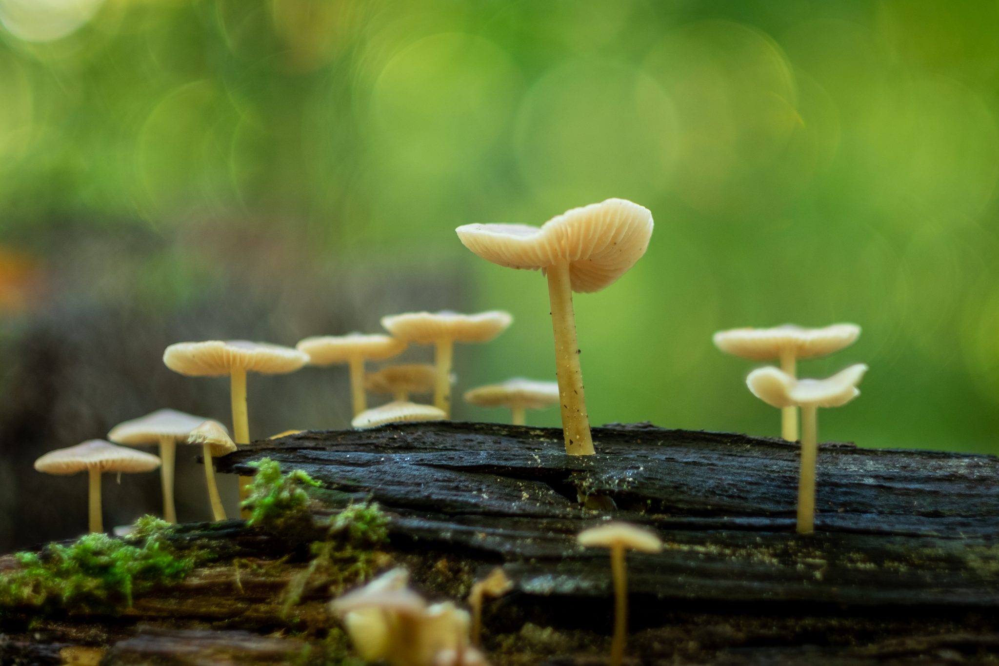 Mushrooms growing on a fallen tree