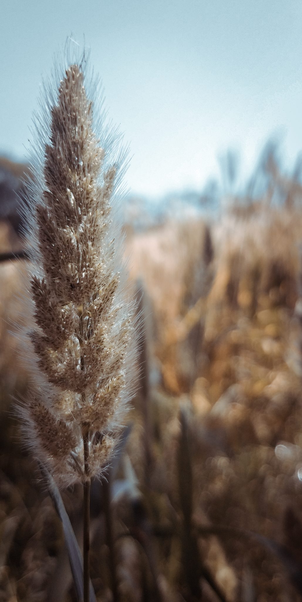 Wheat field