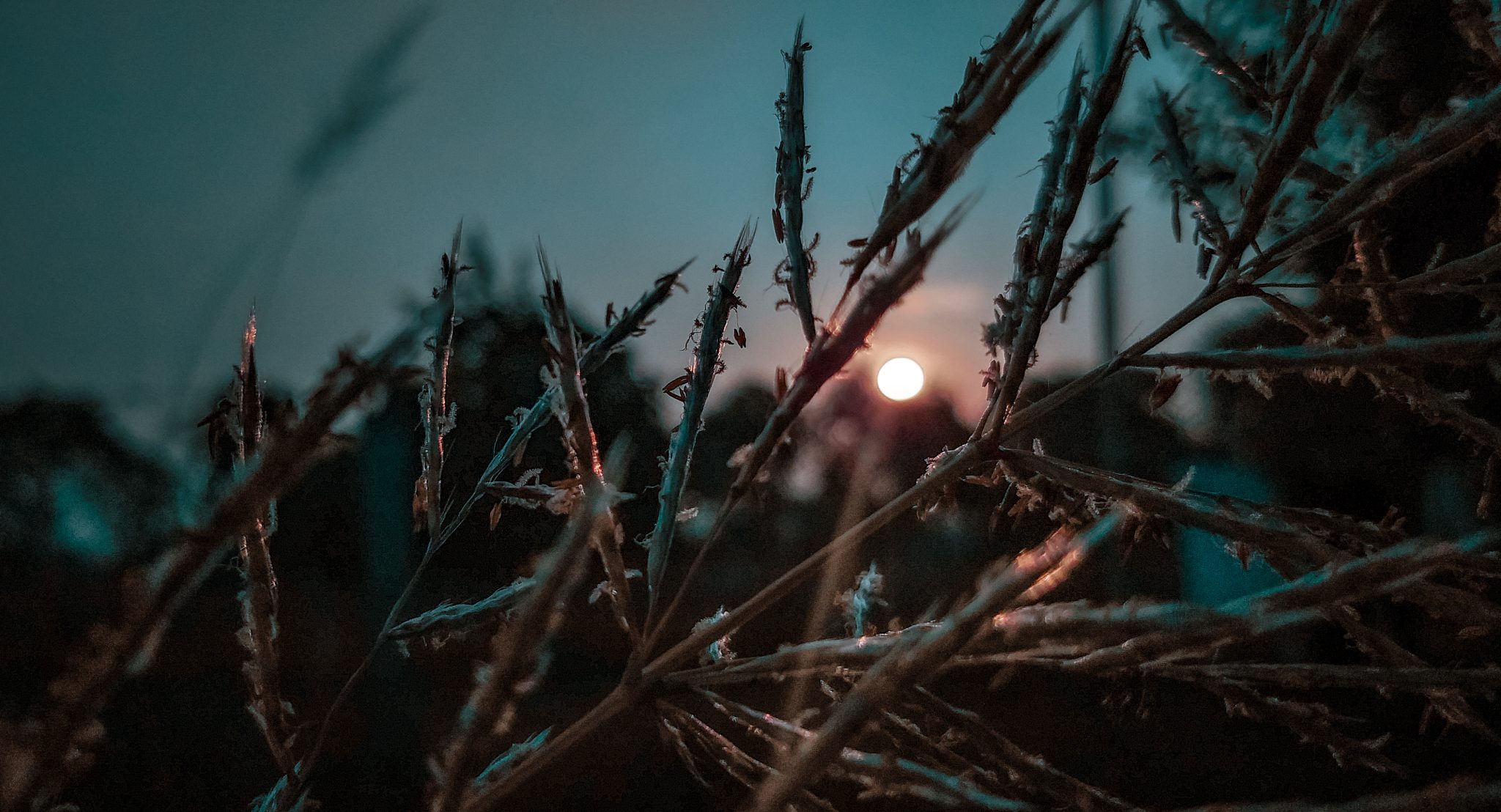 nature, sunset
