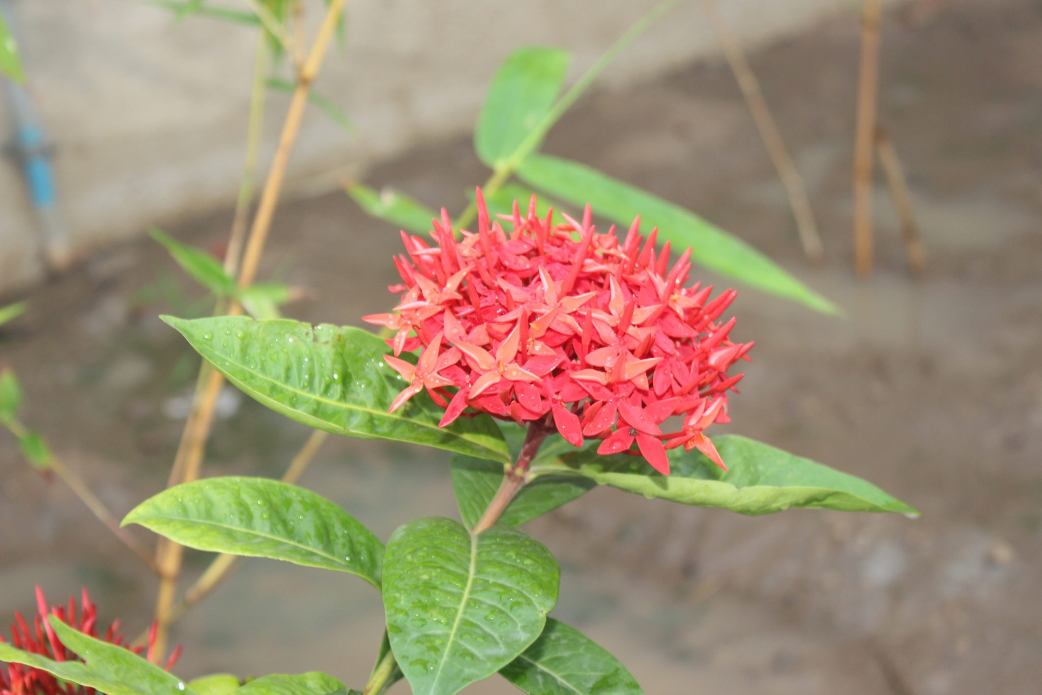 Red Multiple Flower