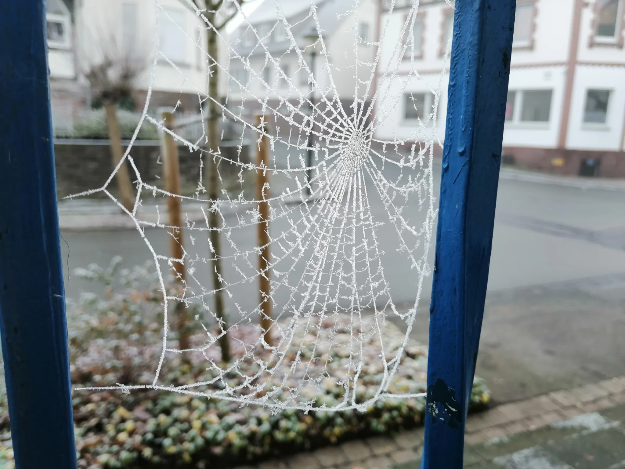 Frozen spider web