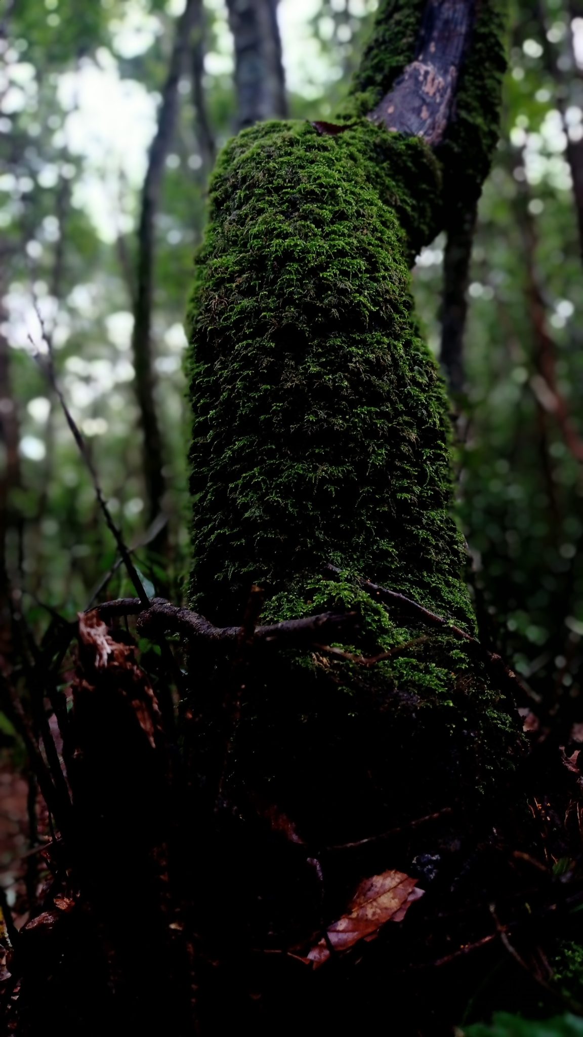 Nature