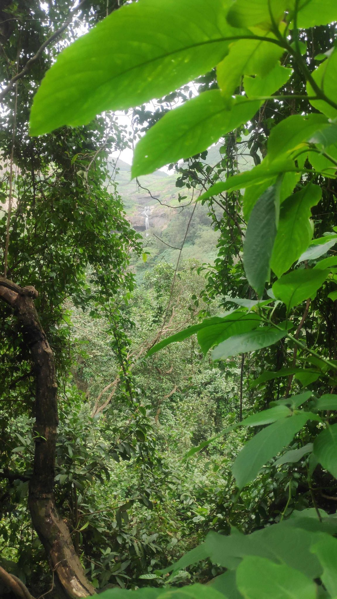 Window view at Tree, Waterfall