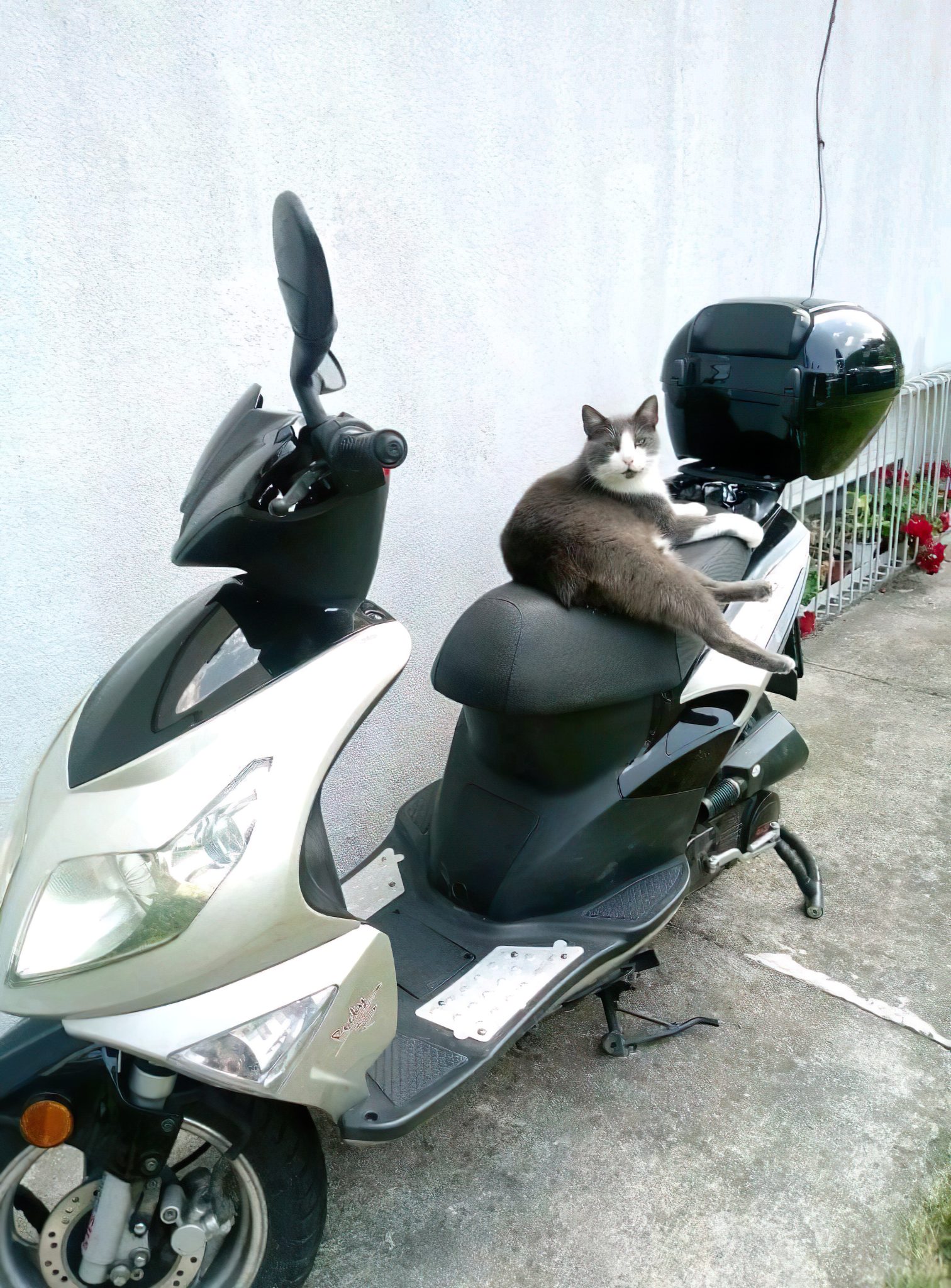 Grey tuxedo cat sitting on a motorcycle.