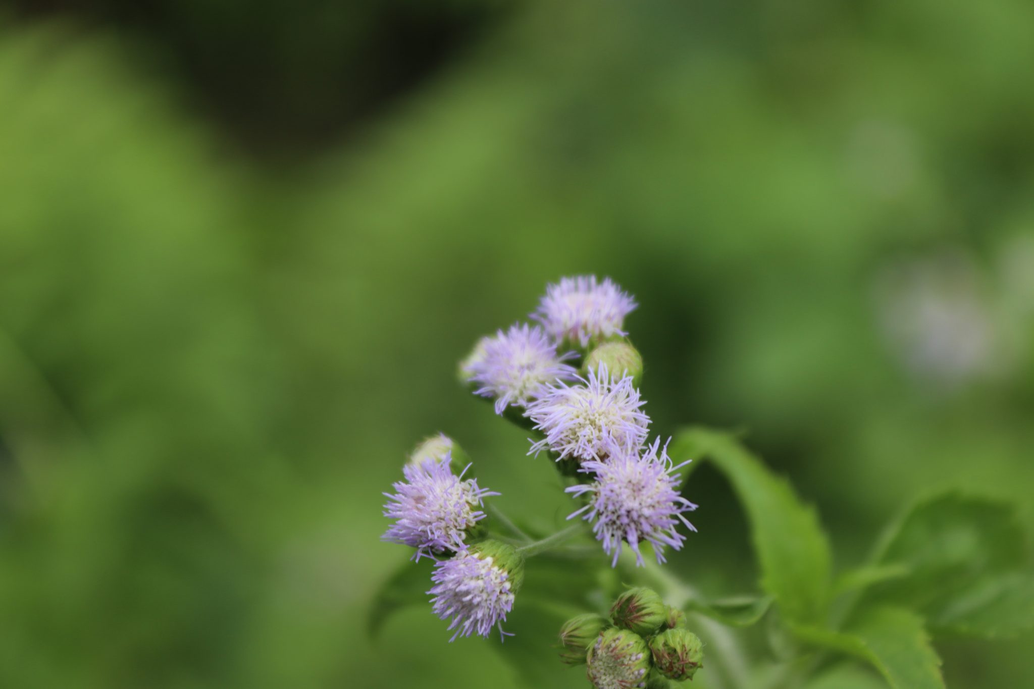Beautiful Grass Flower