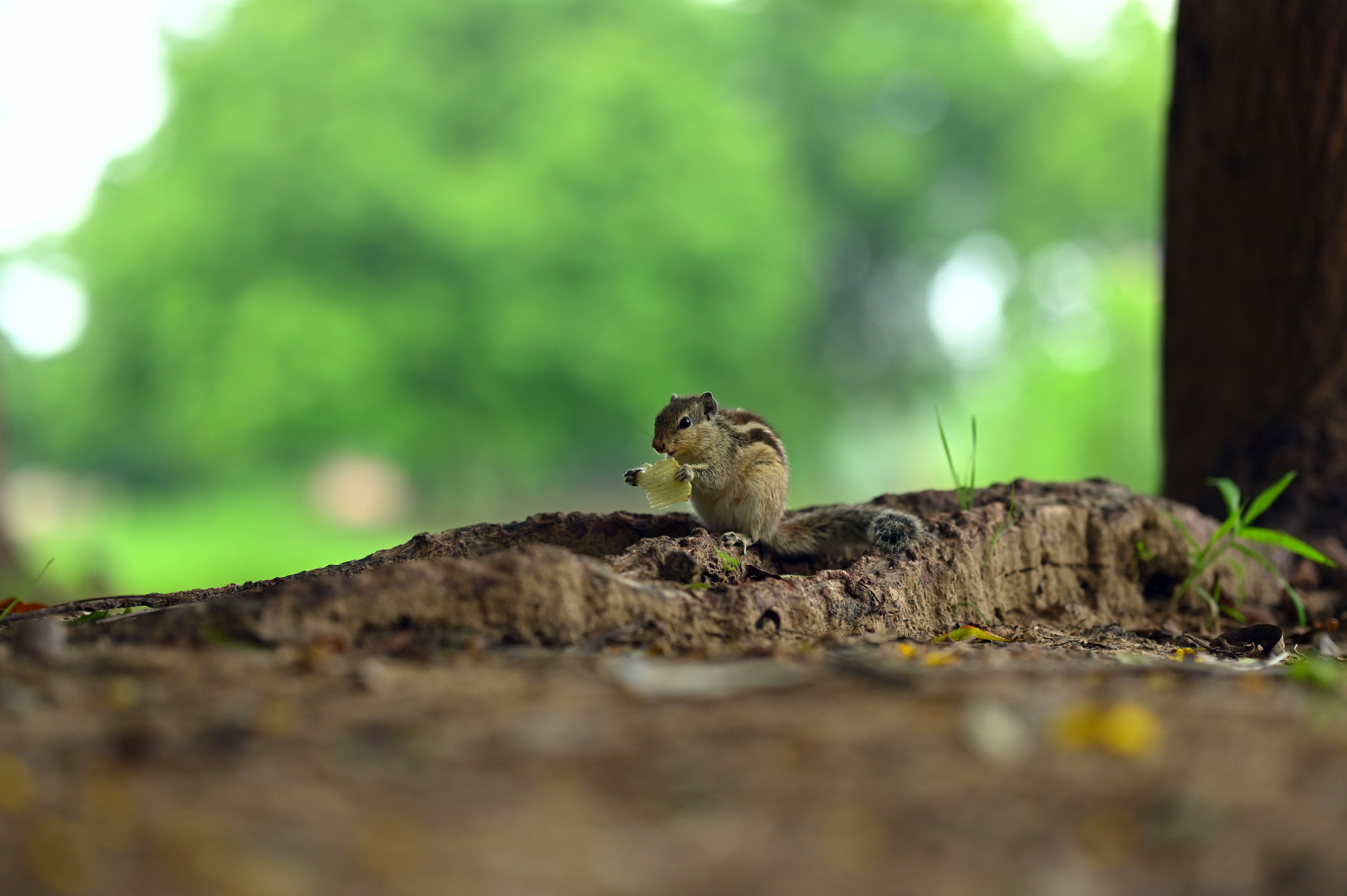 Squirrels Eating