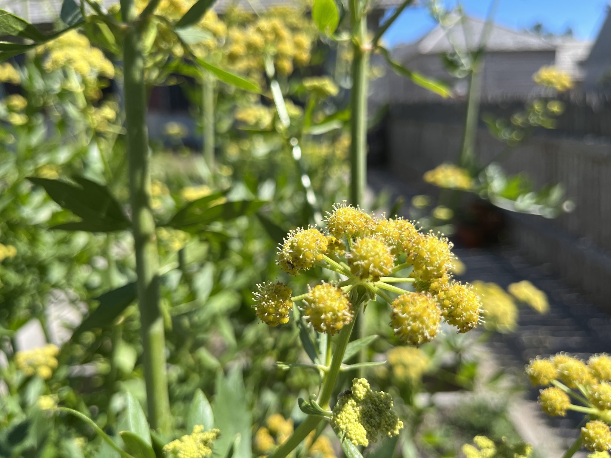 Tiny flowers