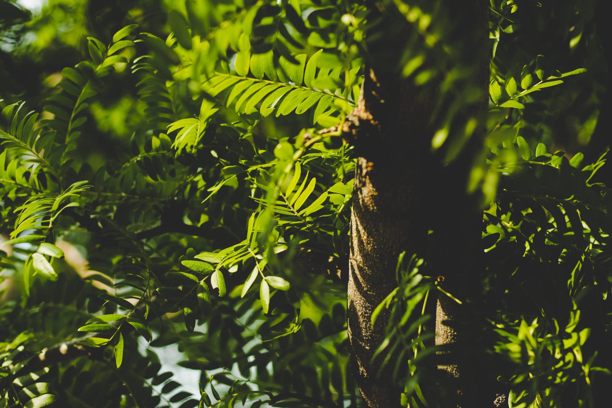 category:- nature. colour:- green. tags:- tree
