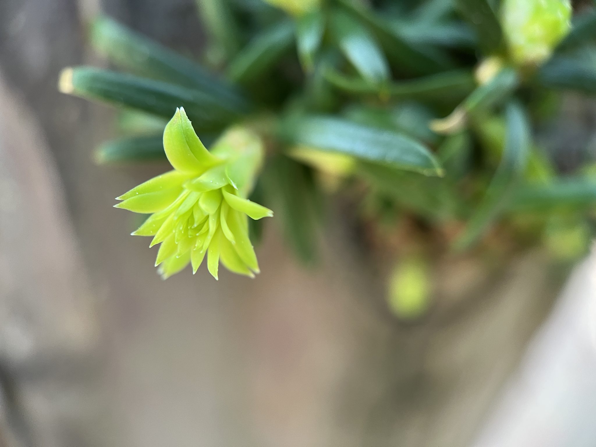 Baby leaves