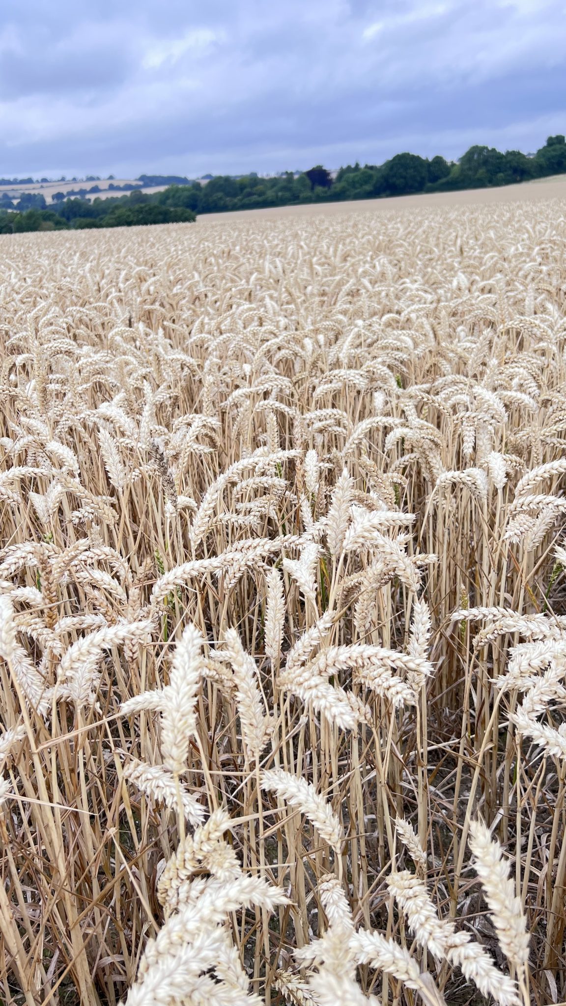 Wheat field
