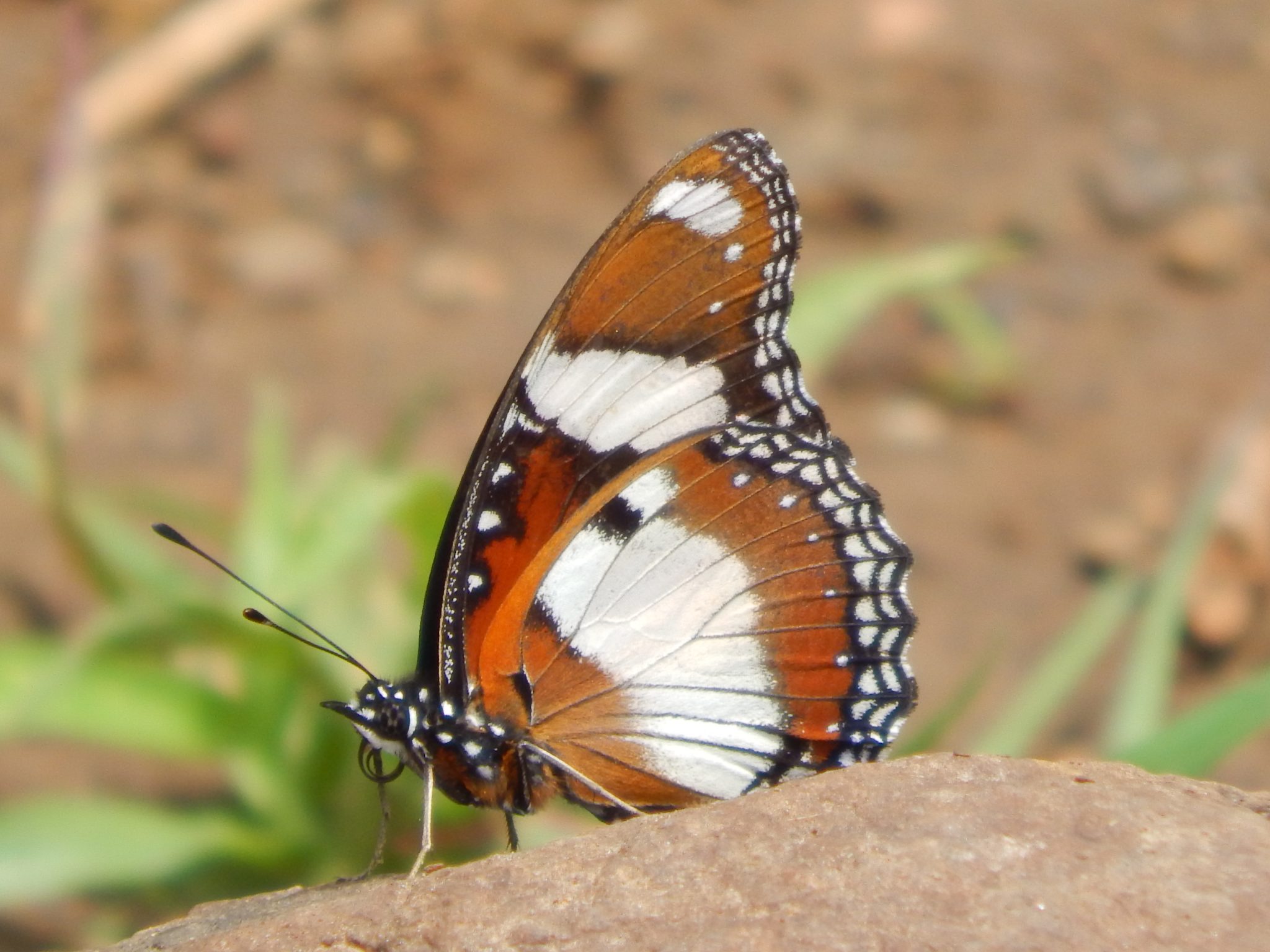 Nature Love