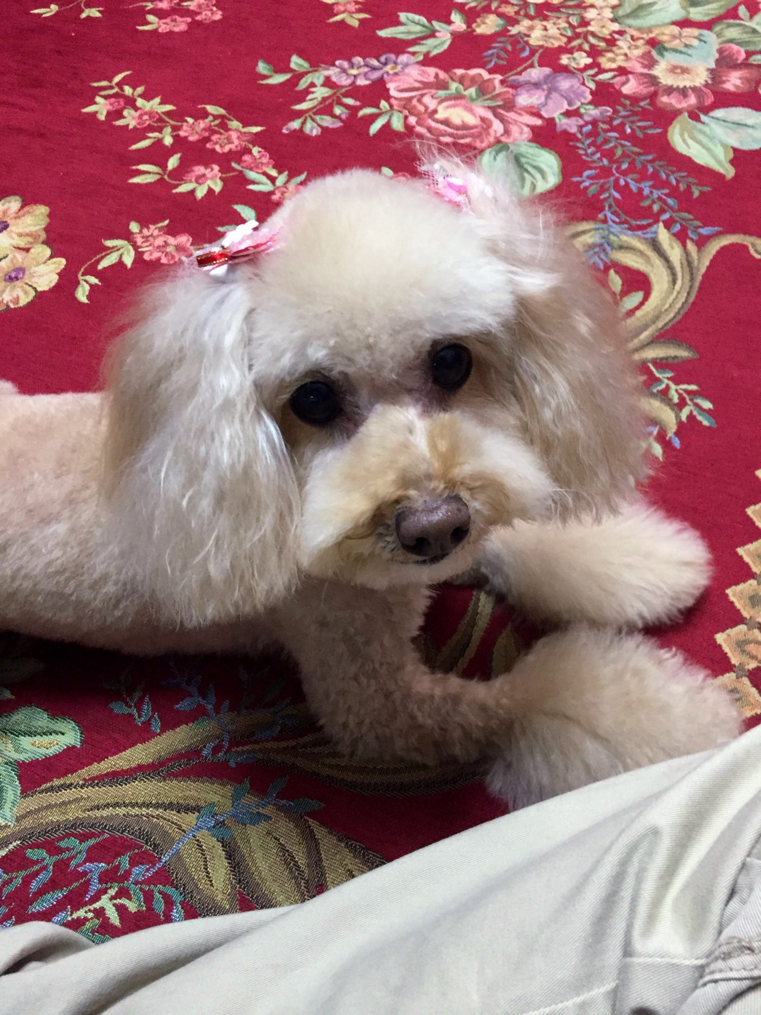dog-Toy-Poodle