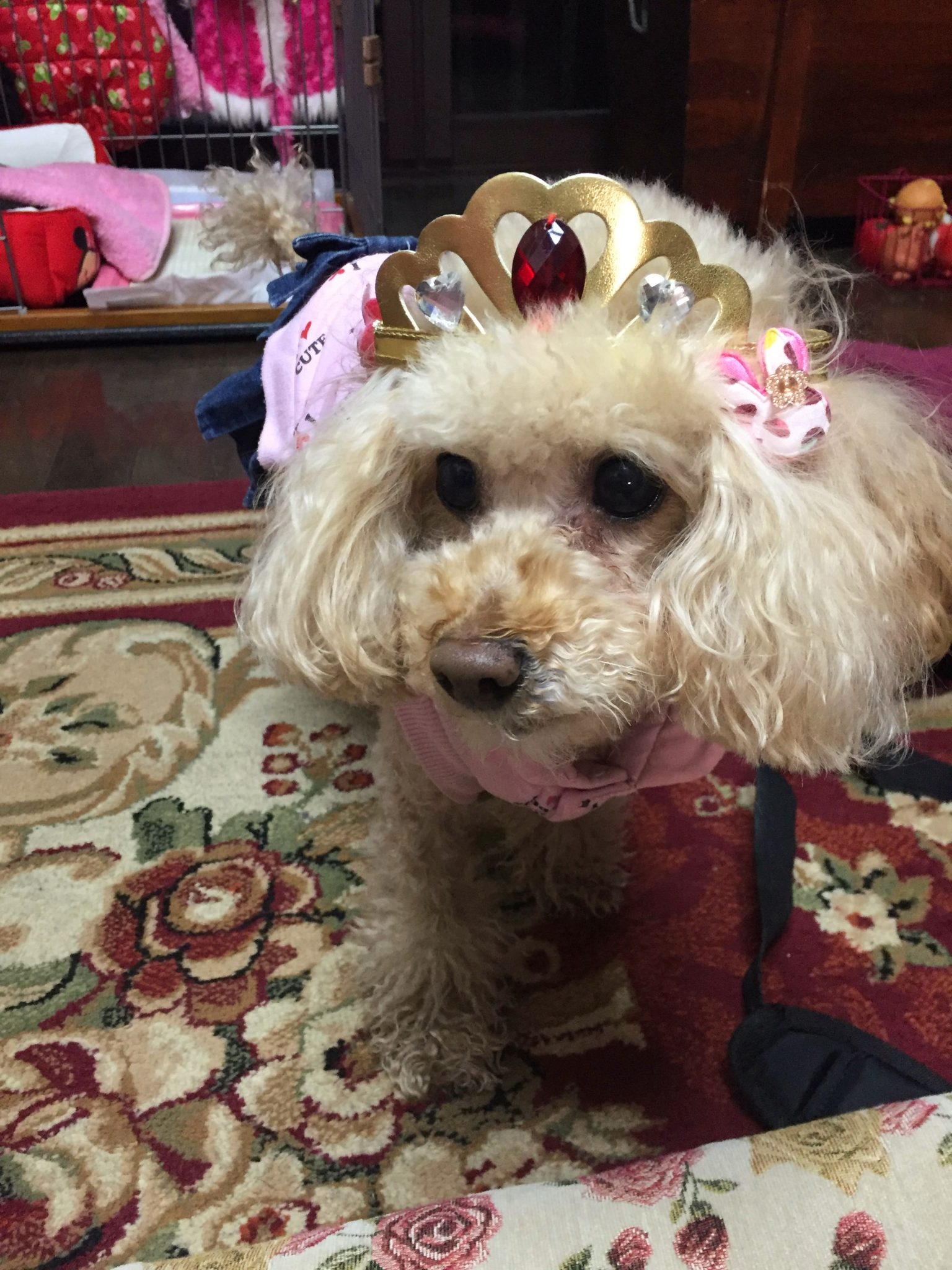 dog-Toy-Poodle