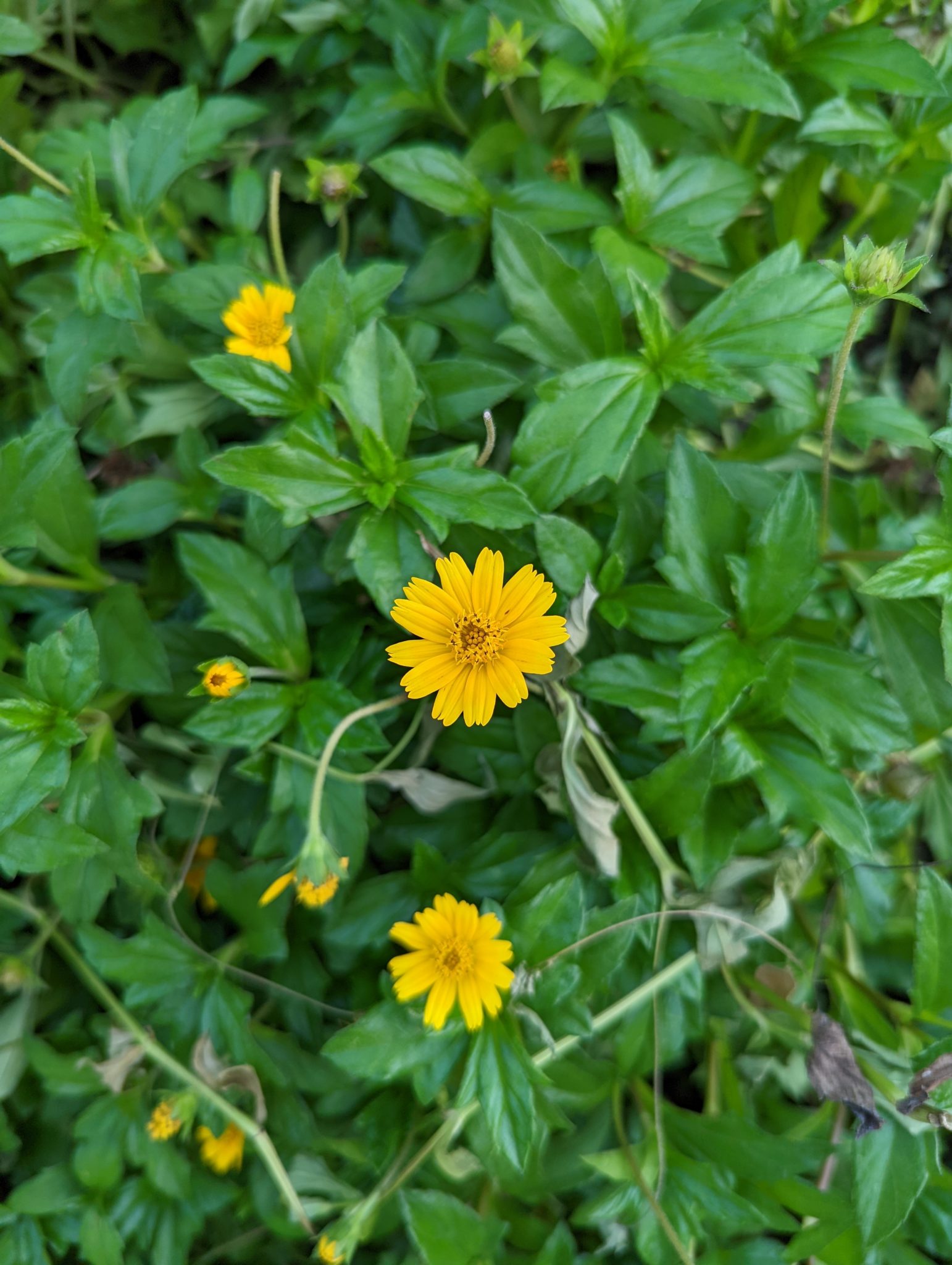 Wild yellow flower