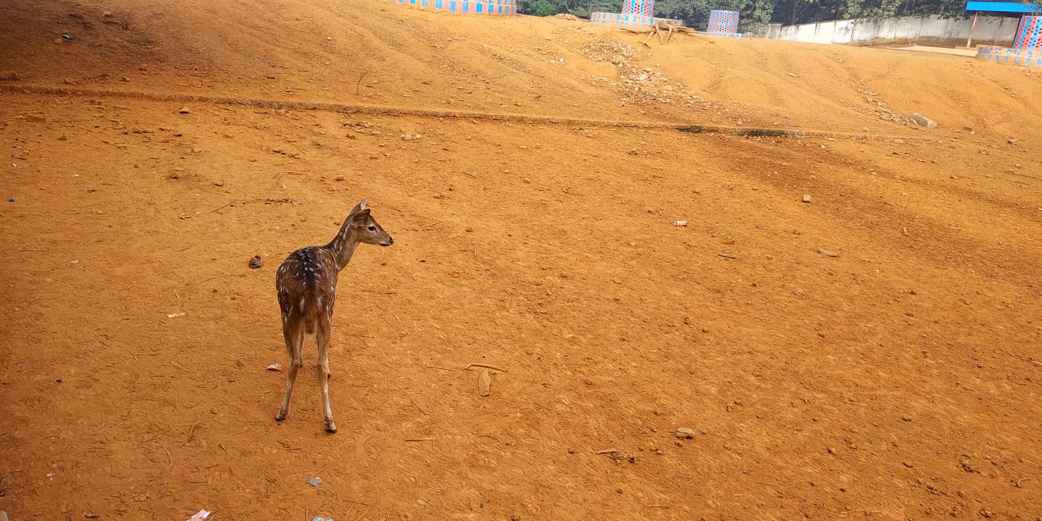 Deer