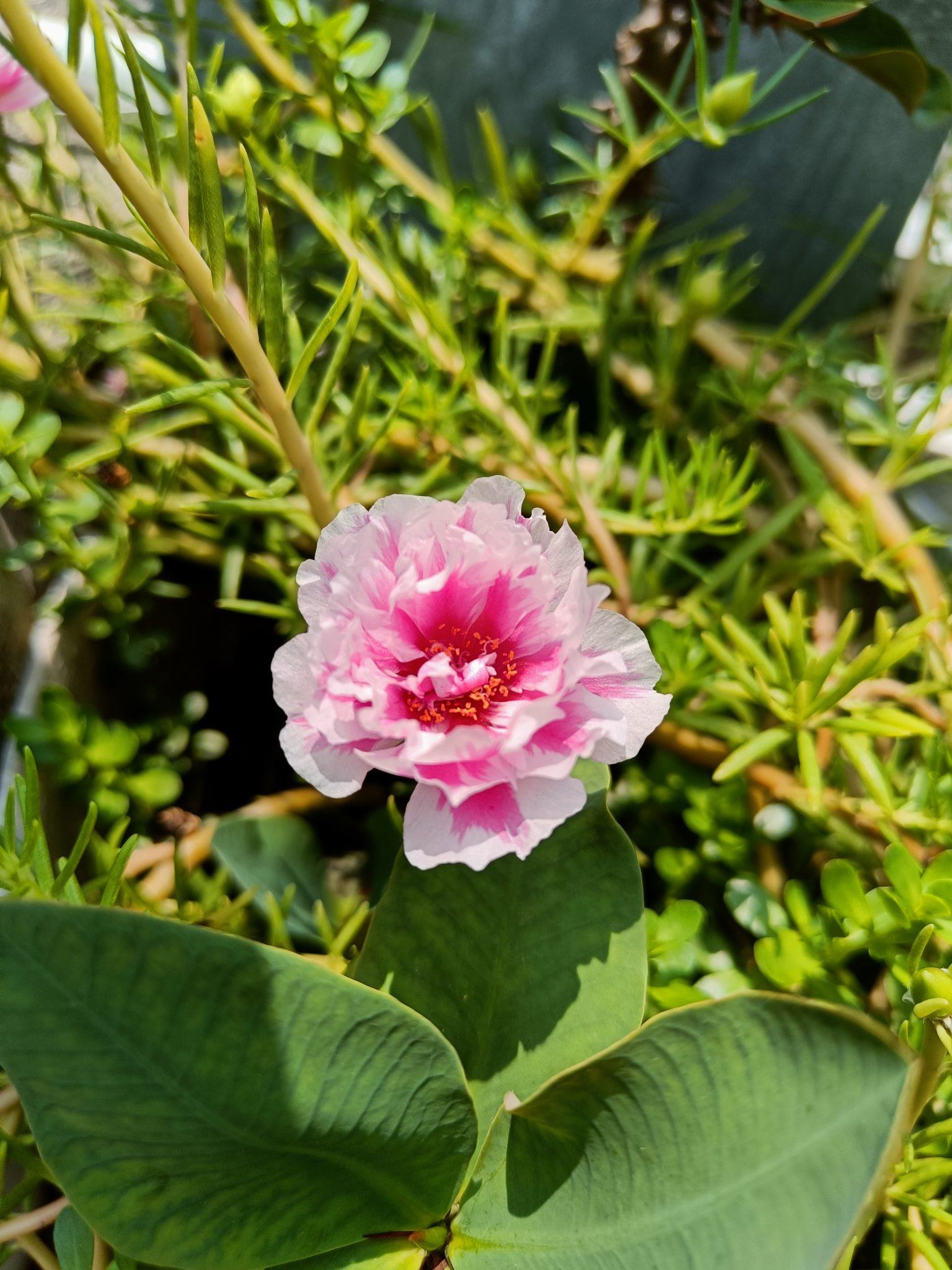 Garden flower