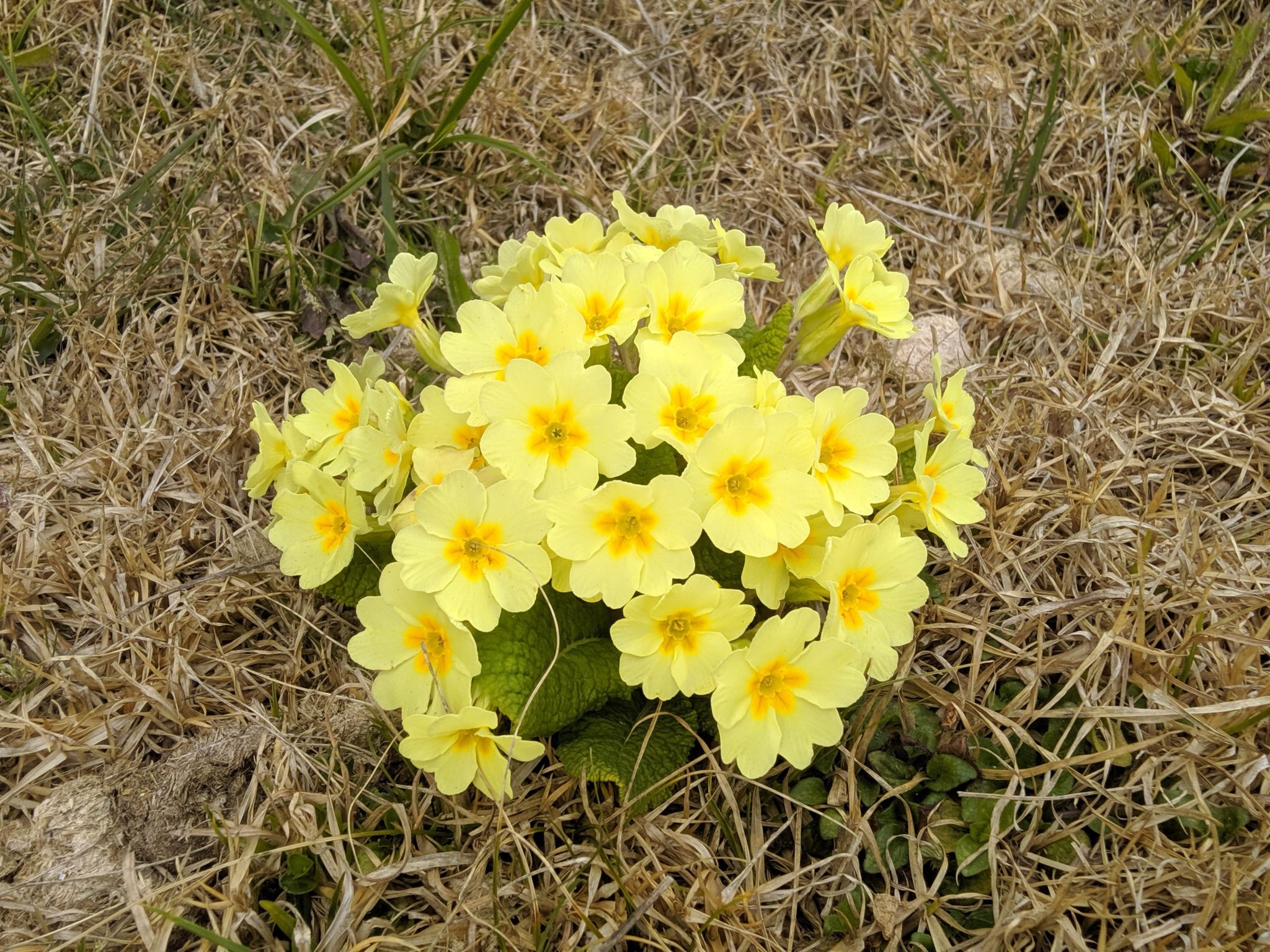Yellow flowers captured in the way to Sandakphu, West Bengal