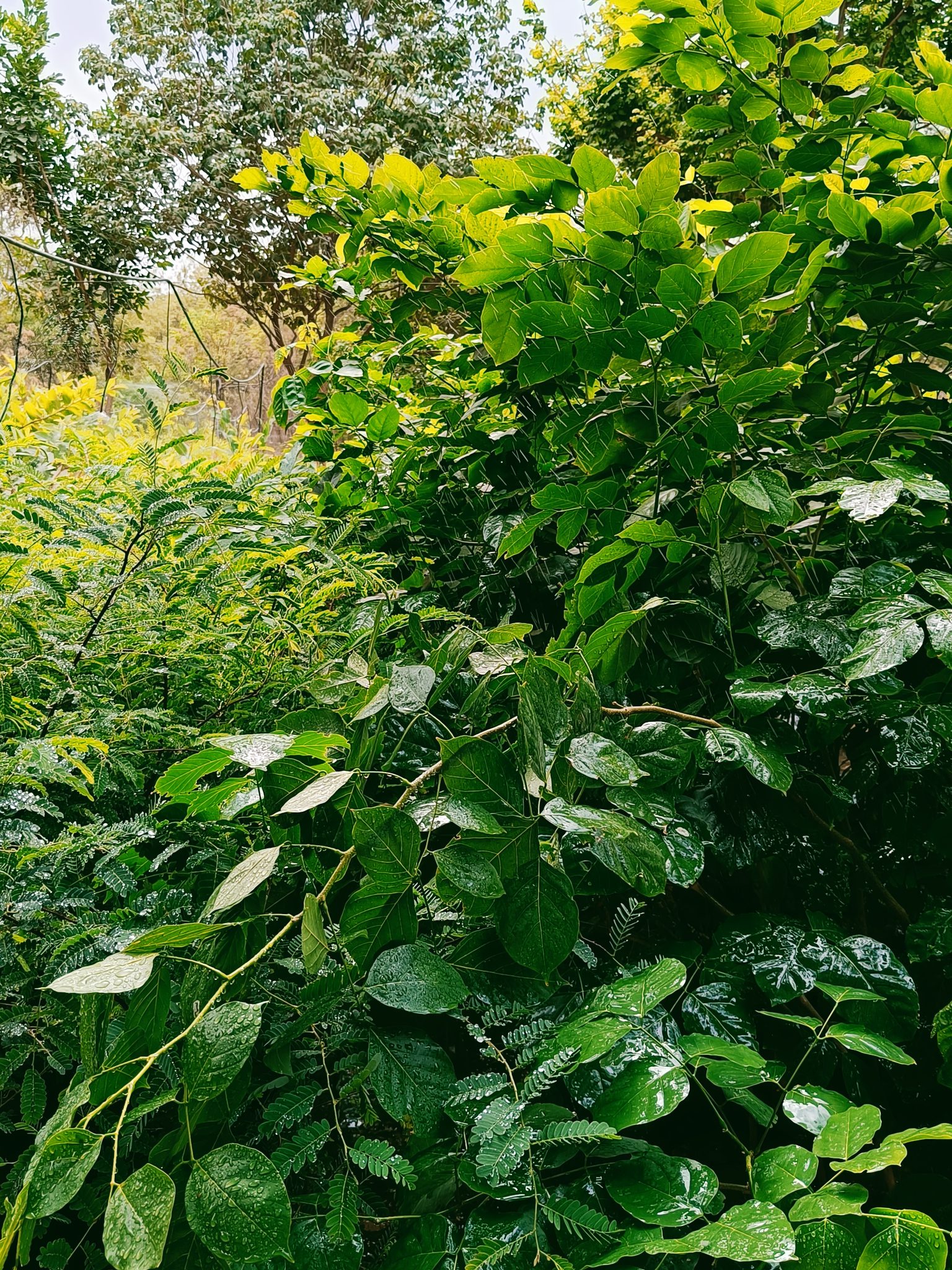 Garden in rain