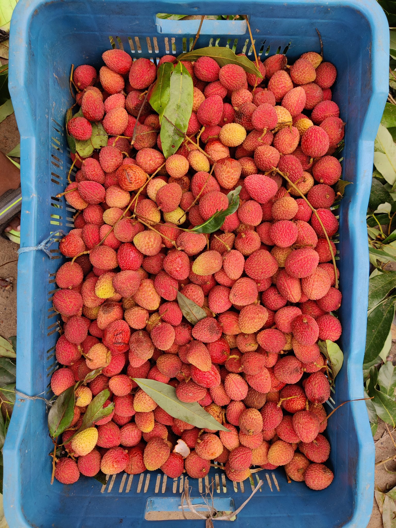 Fruit