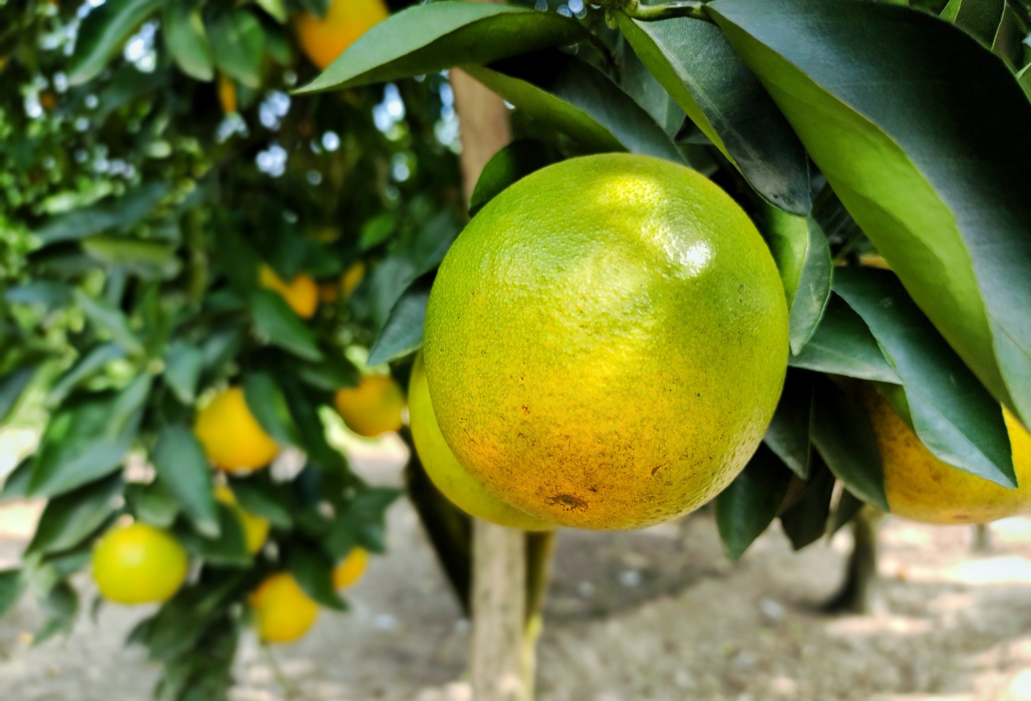 Orange
