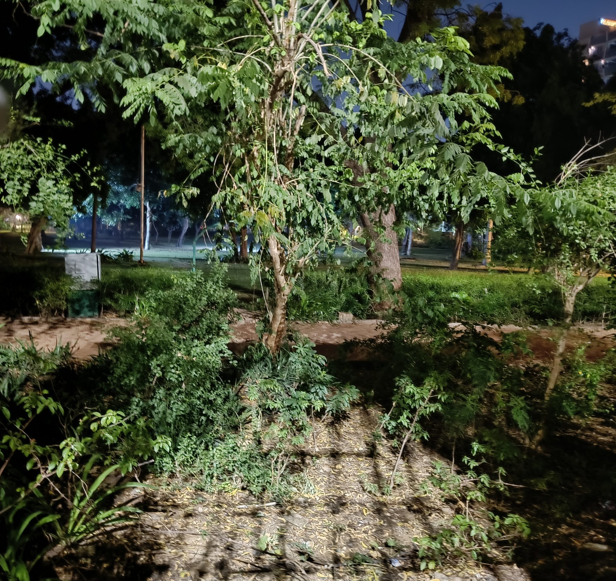 Garden at night