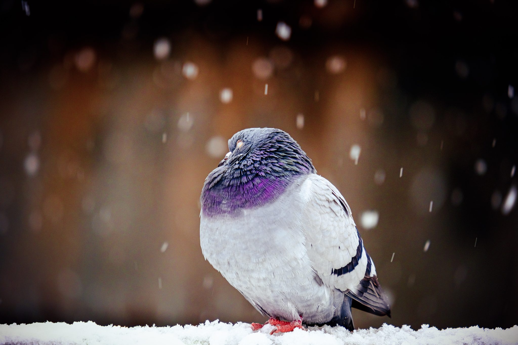 Photo of a pidgeon sleeping