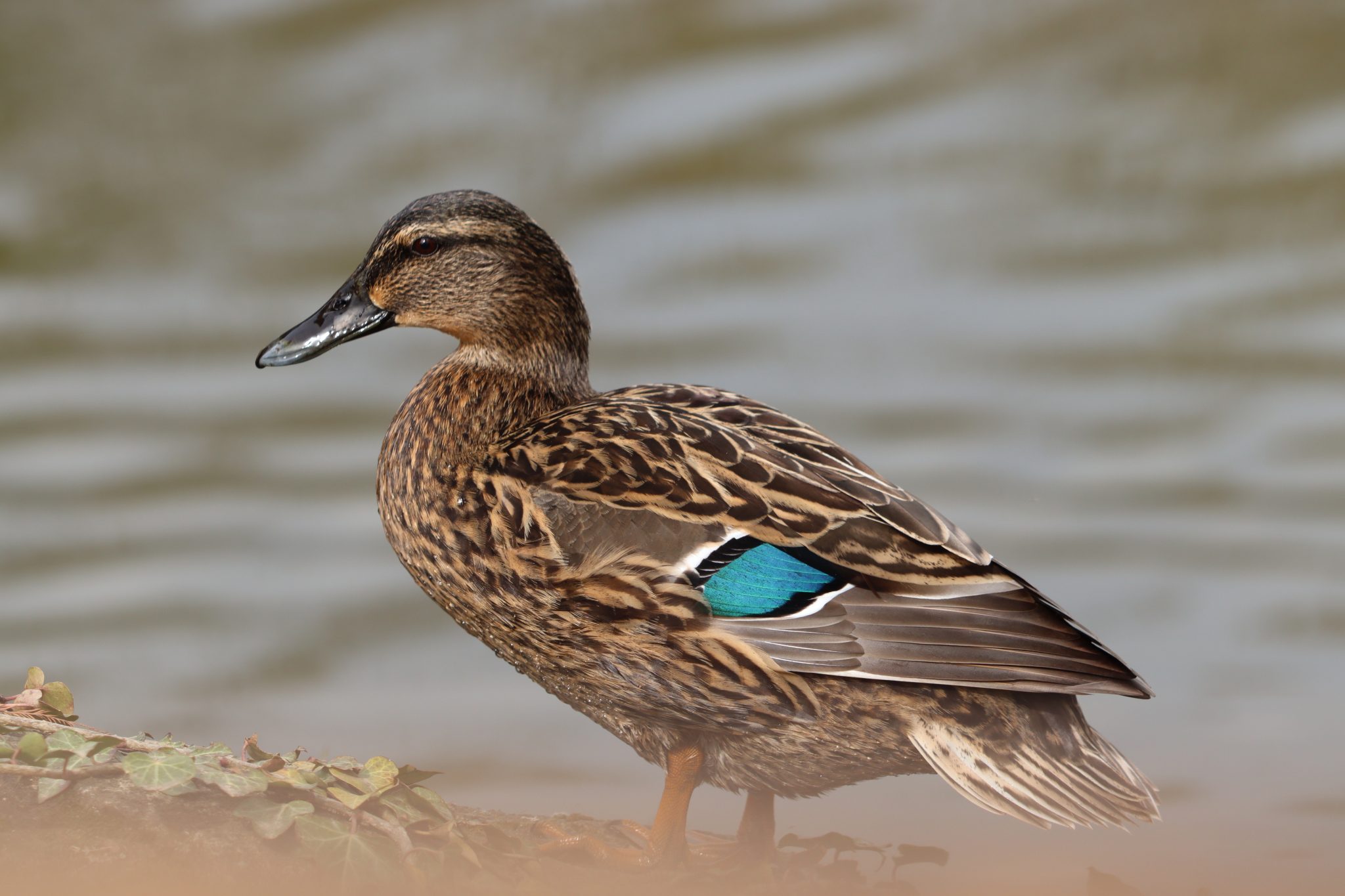 Duck