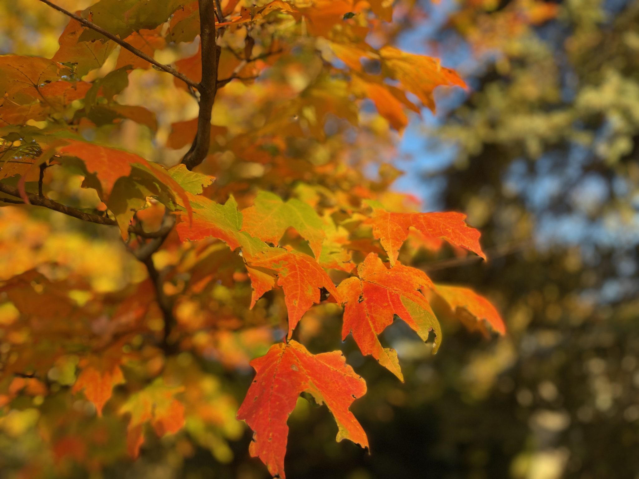 autumn leaves