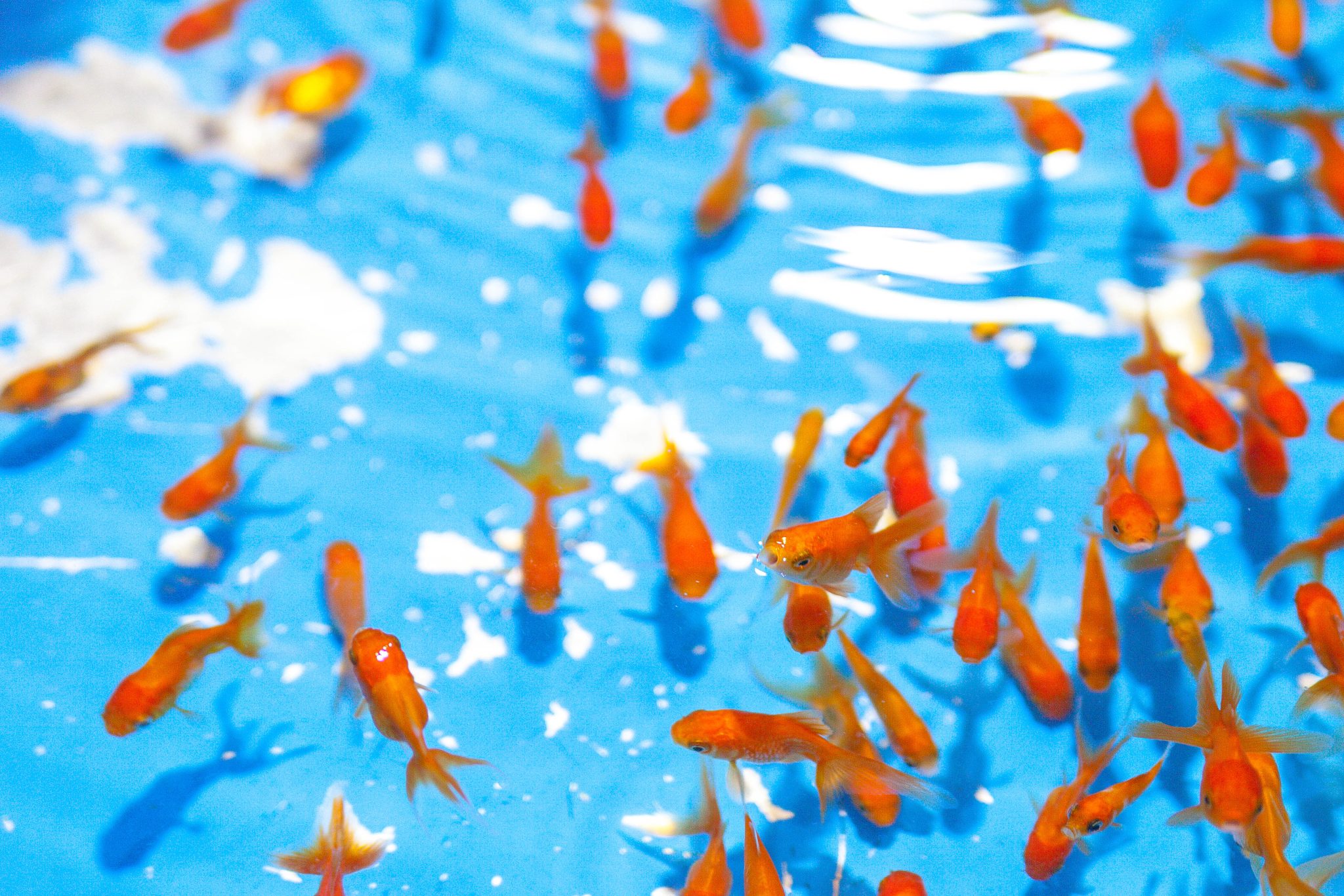 Goldfish