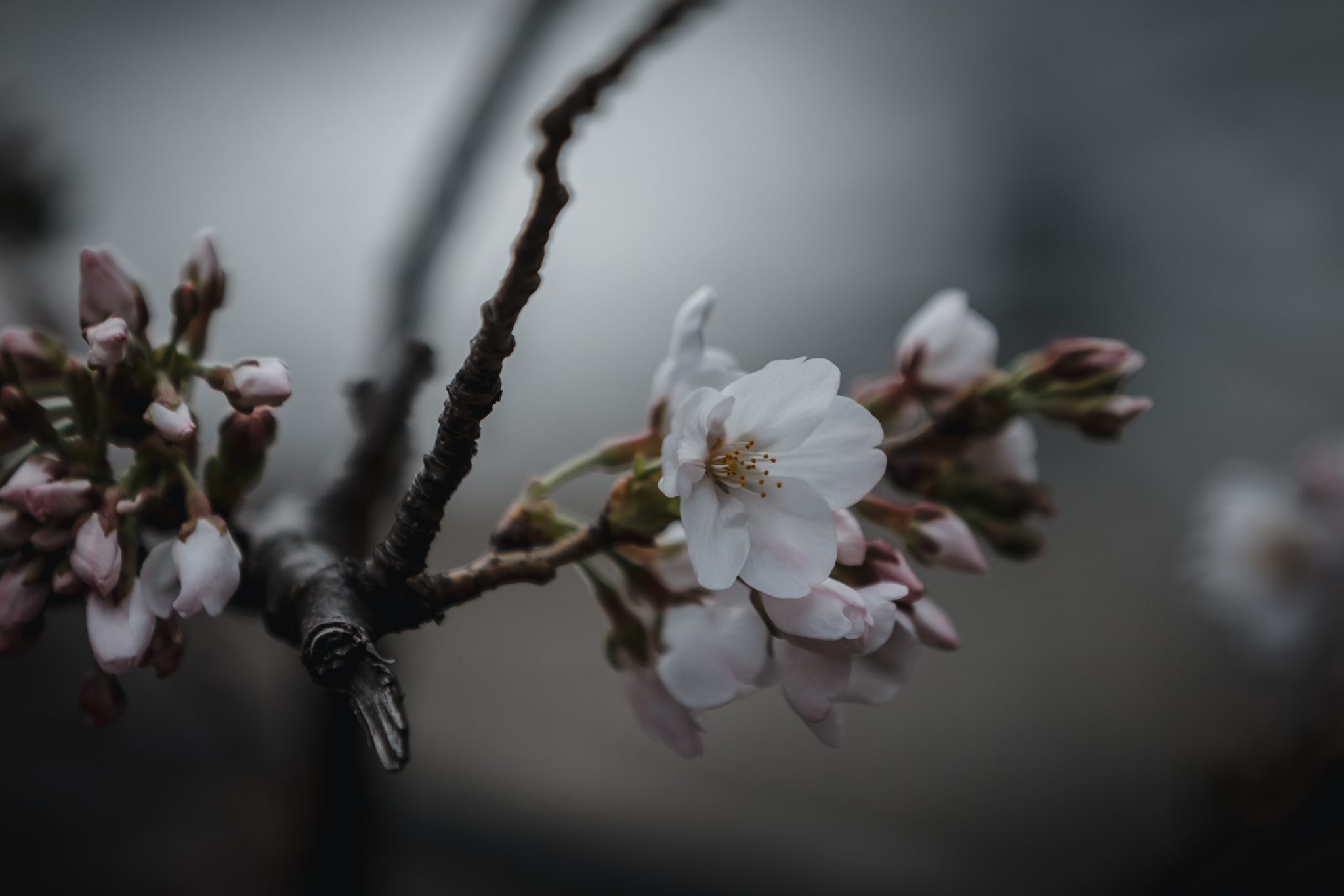 cherry blossom. 桜の花