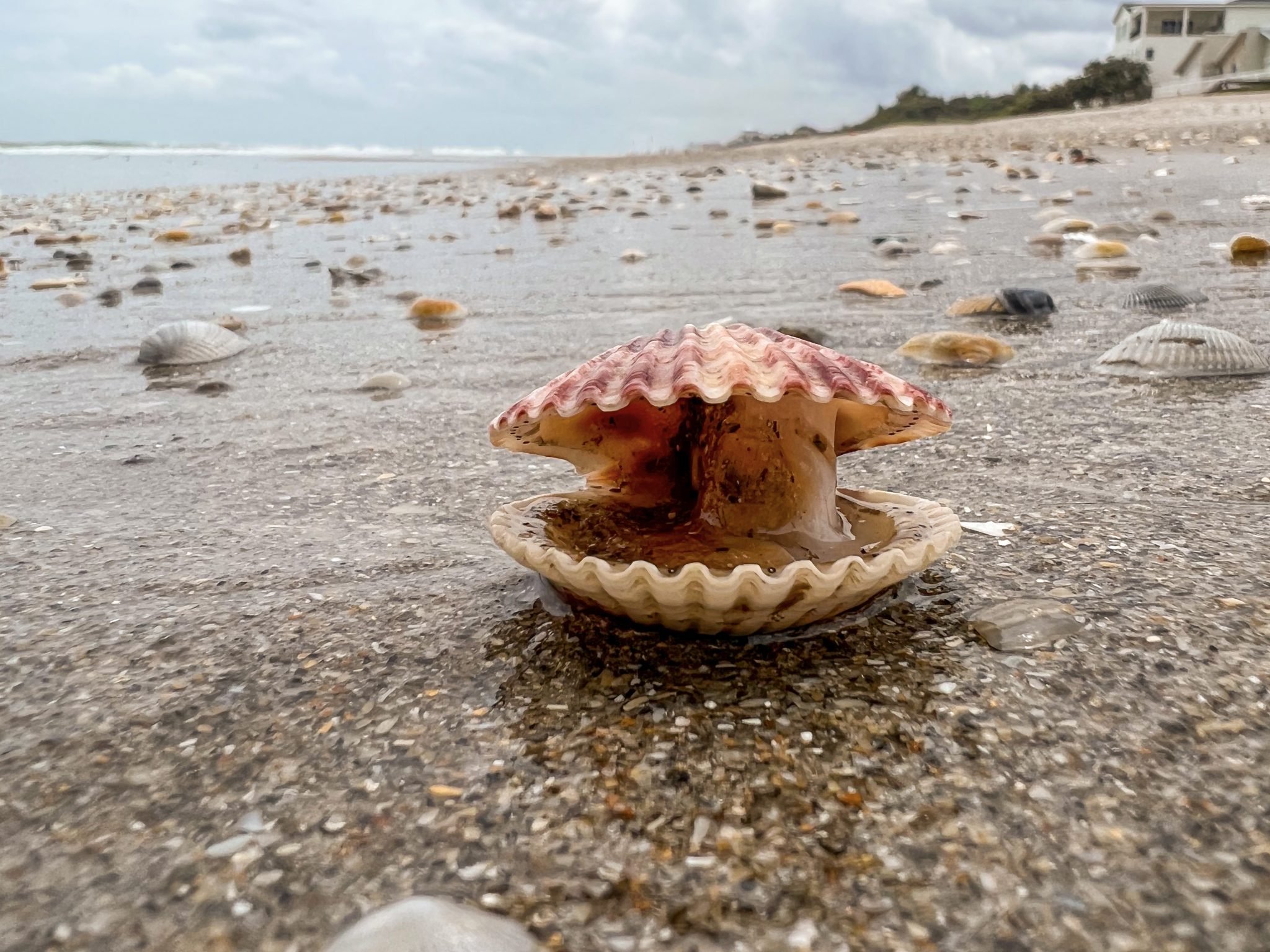 Scallop with open shell at the beach