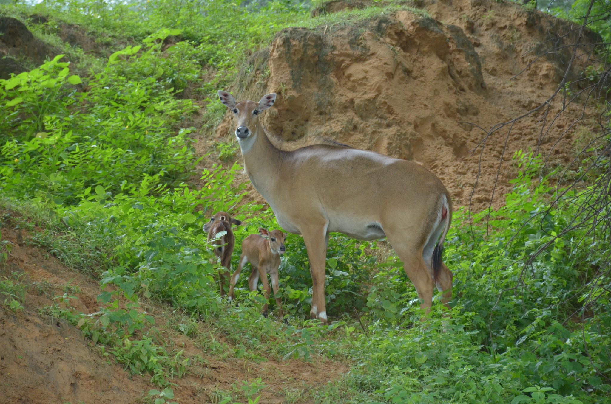A deer and fawns