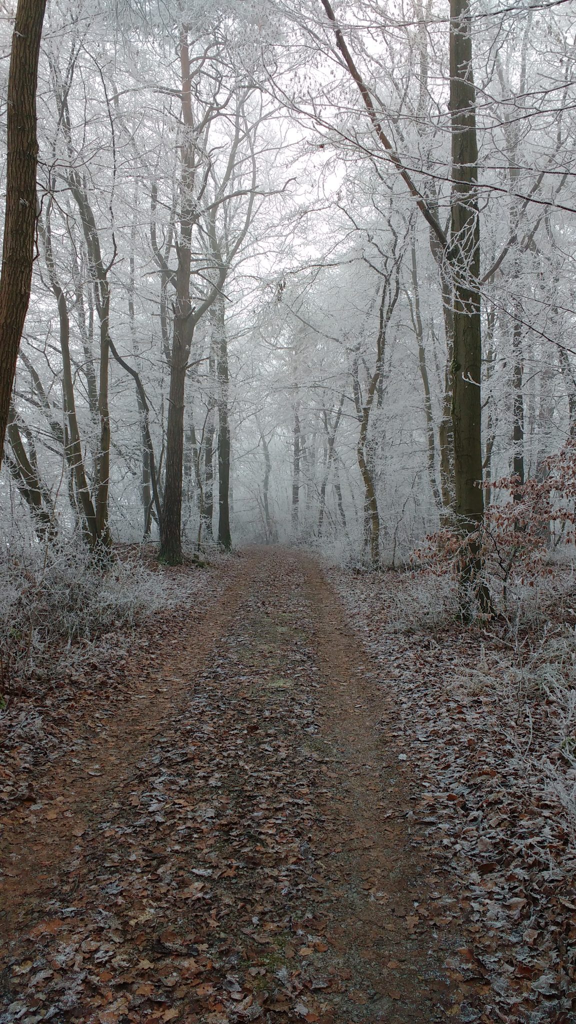Snowy path