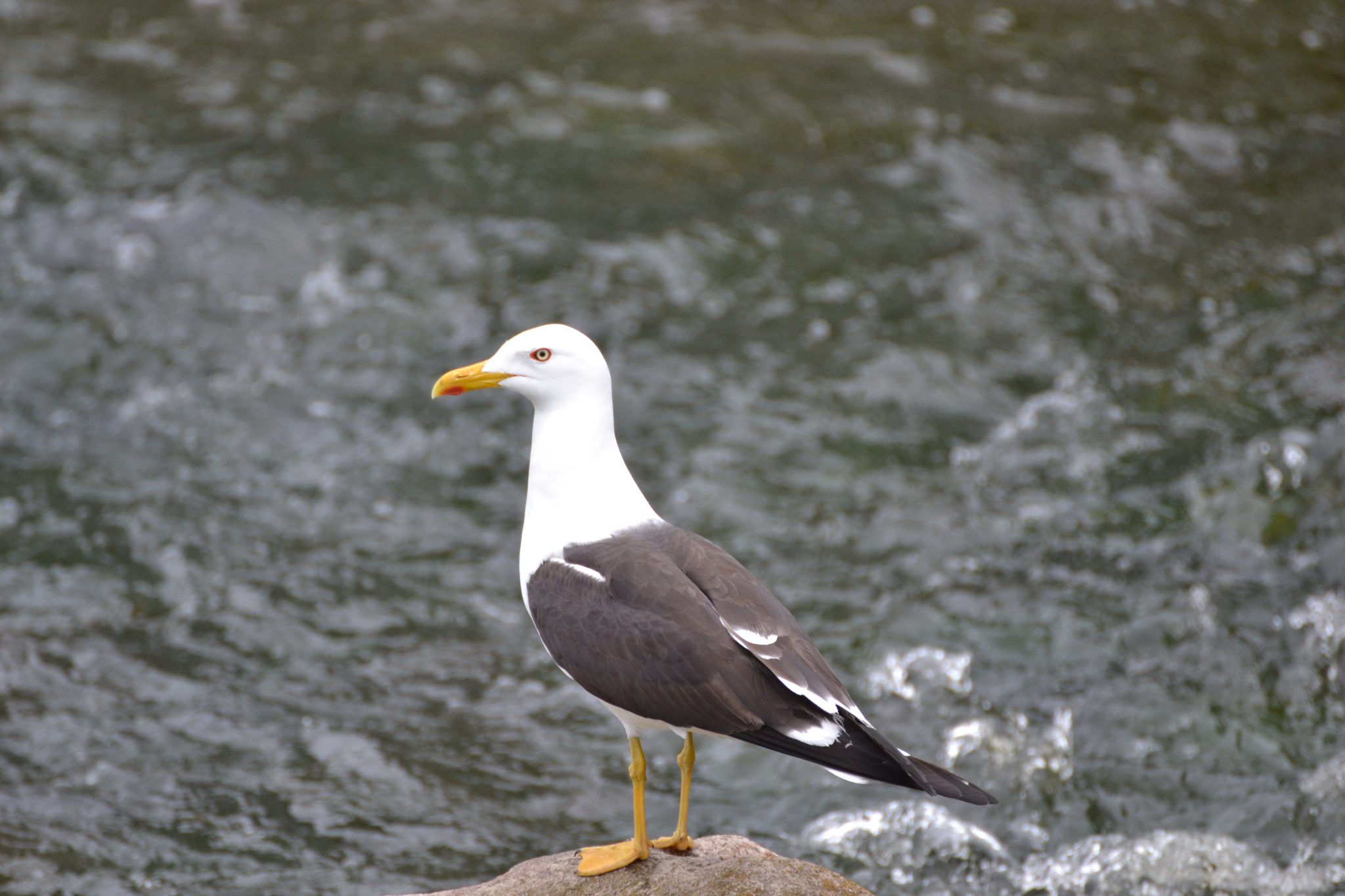 Gull standing on rock in water
