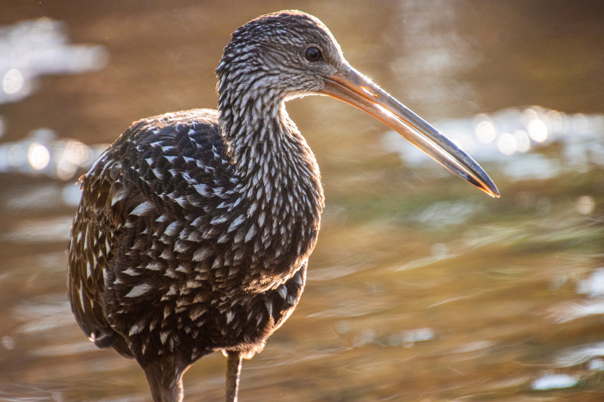 Close-up of bird with long beak