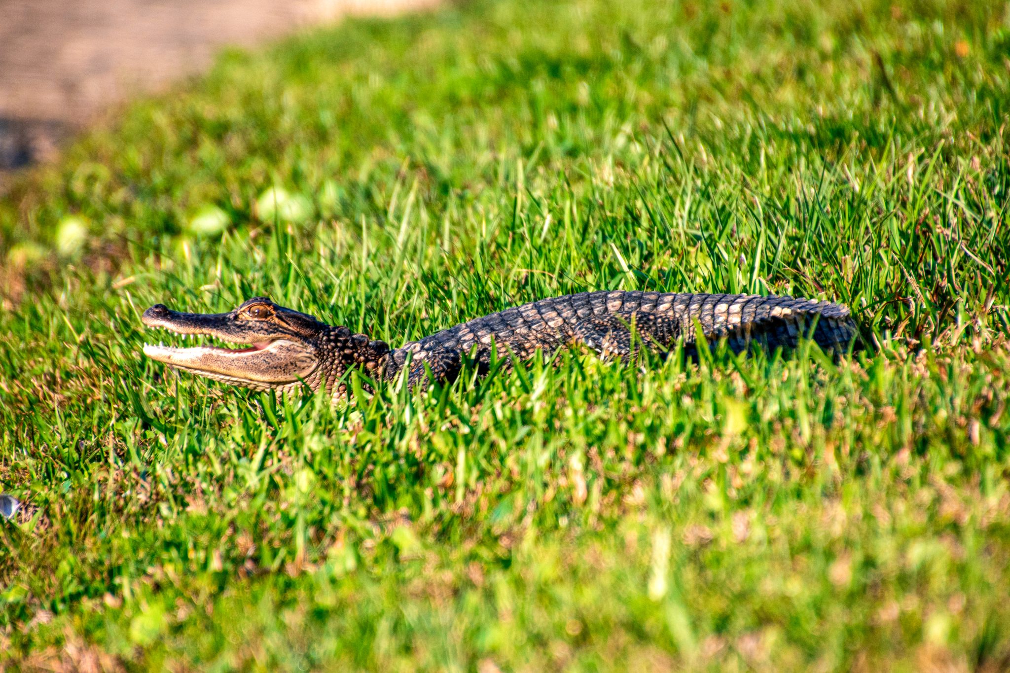 Small alligator with its mouth open