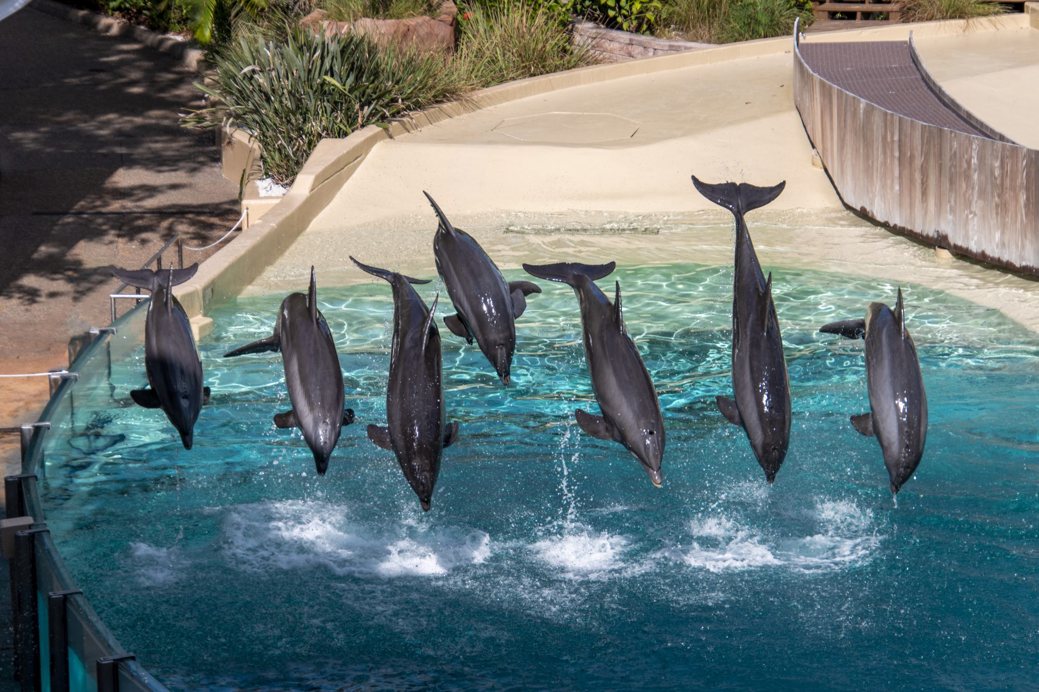 Dolphins jumping out of the water at a theme park