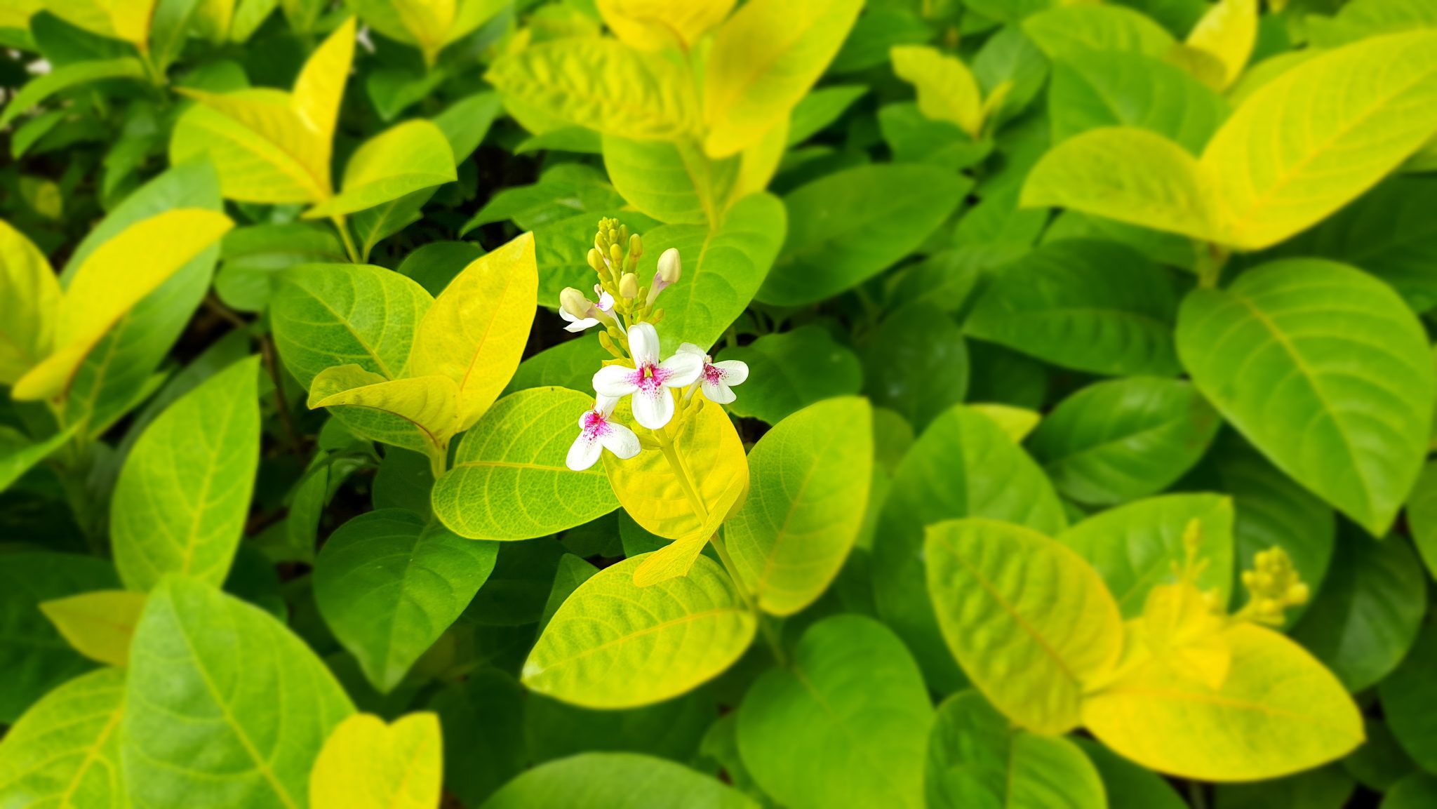 Flower