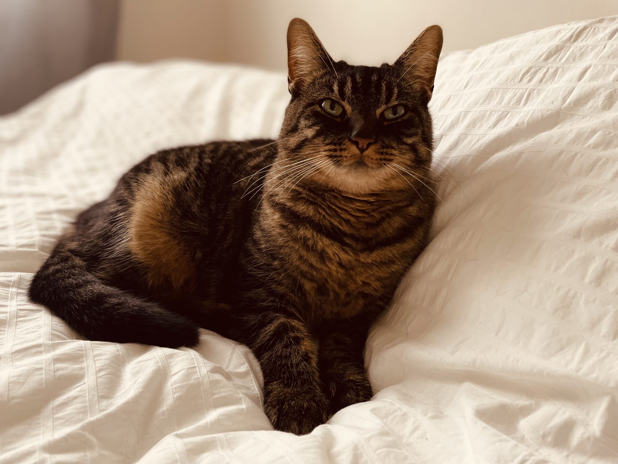 Cat on bed