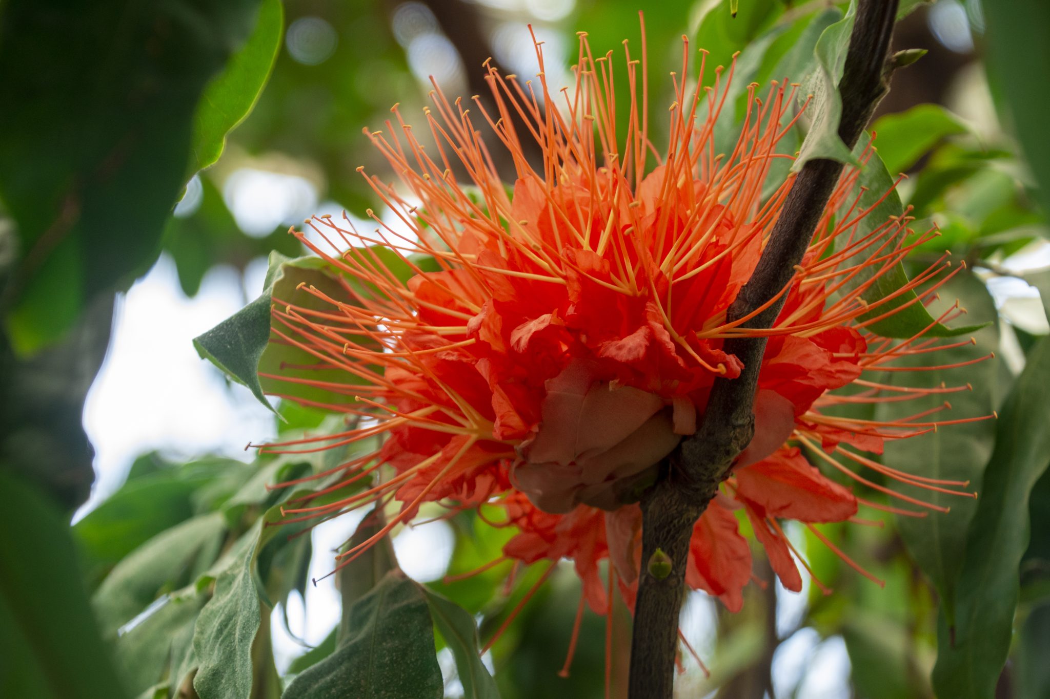 Bright orange spiky flower